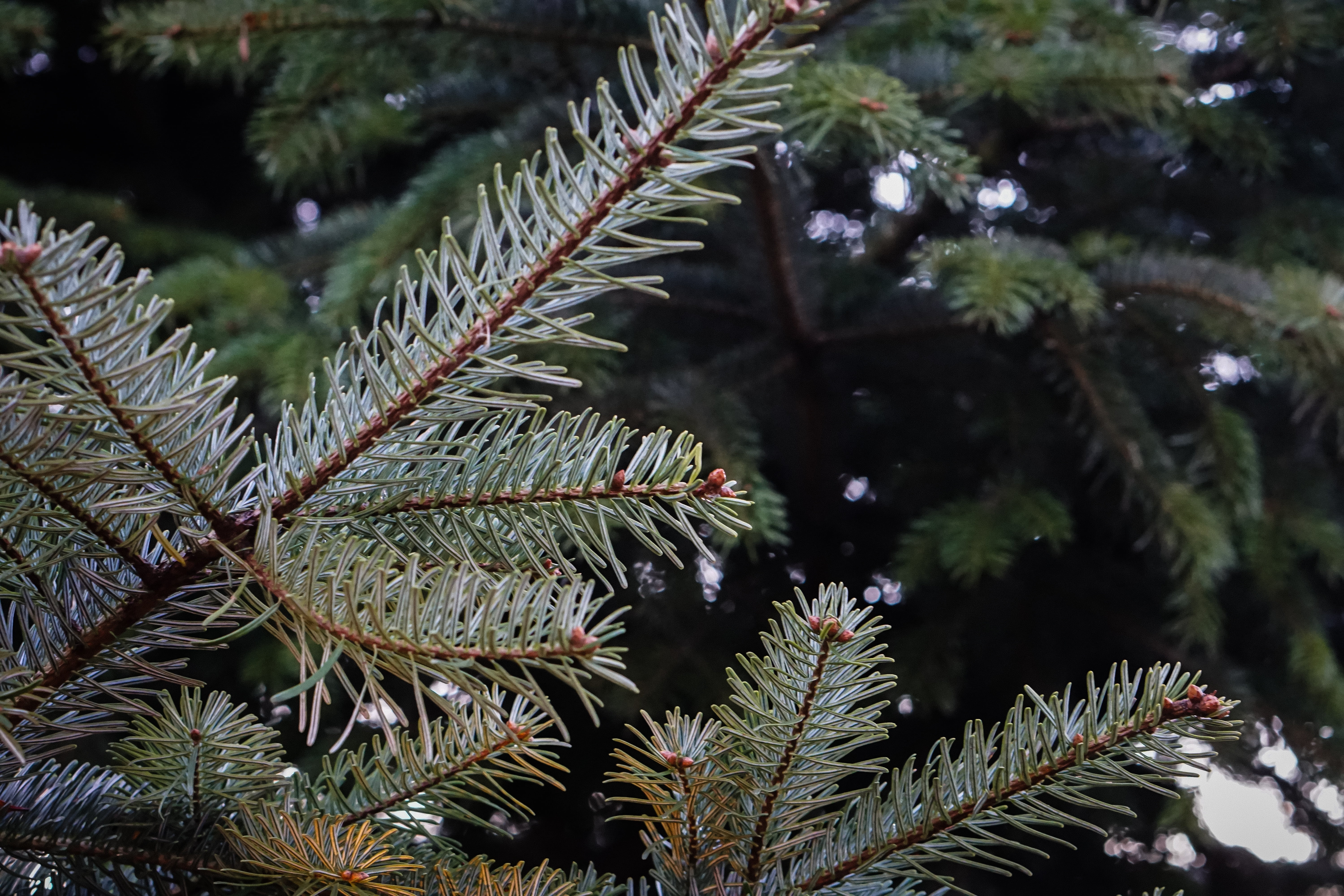 cold temperature, spruce Tree, branch, friends, winter, focus on foreground, 5K, evergreen Tree, warm, cozy, market, plant, twilight, evening, atmosphere, HD Wallpaper