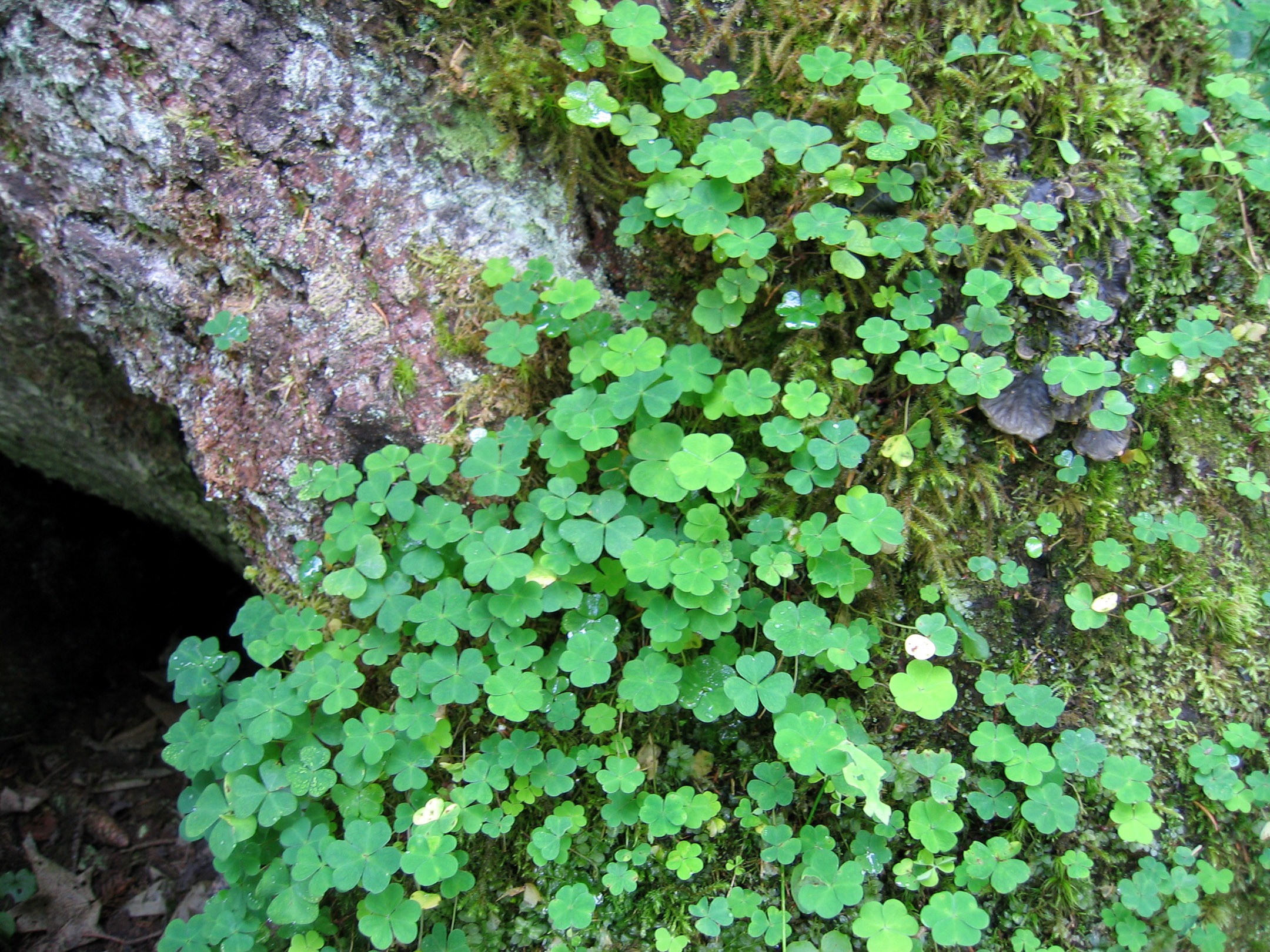 clover, high angle view, plant, rock, no people, close-up, green, undergrowth, tree, 1080P, flowering plant, plant part, beauty in nature, tranquility, HD Wallpaper