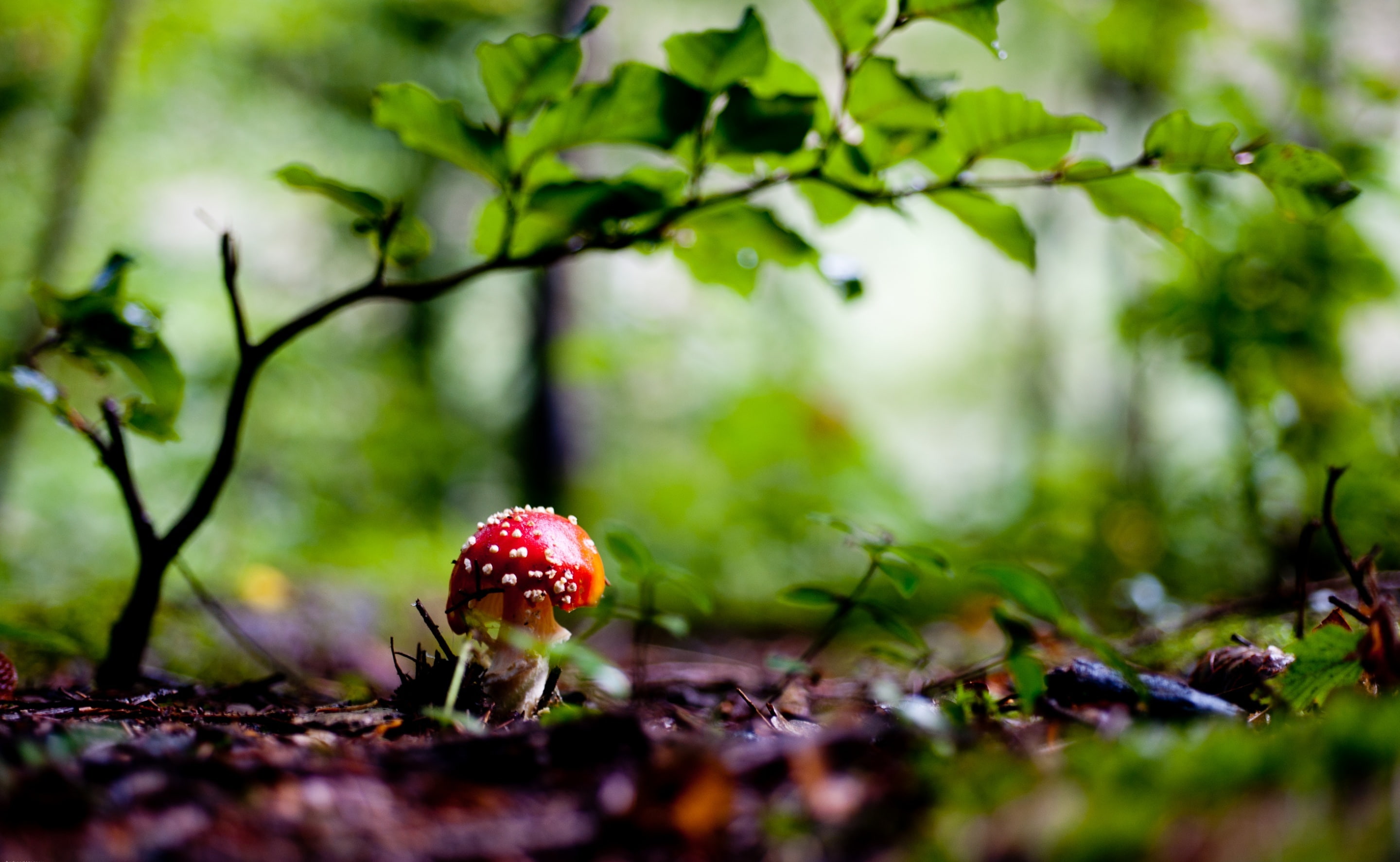 red, Forests, food, food and drink, undergrowth, Mushroom, green color, no people, red mushrooms, surface level, plant, outdoors, forest, plant part, fly amanita, HD Wallpaper