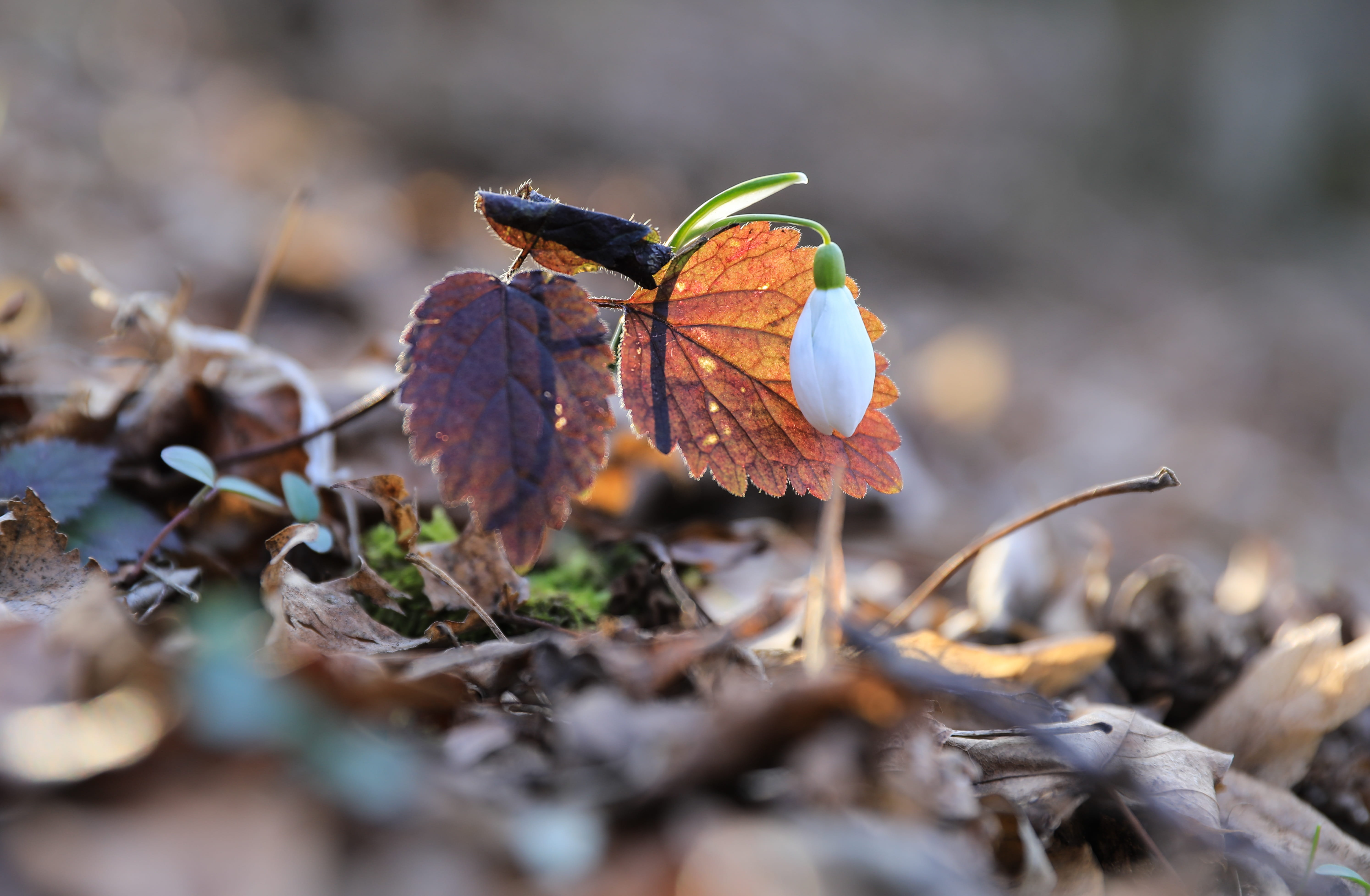 selective focus, vulnerability, 5K, plant part, plant, leaves, backlight, undergrowth, field, fragility, white, forest, spring, flowering plant, outdoors, HD Wallpaper
