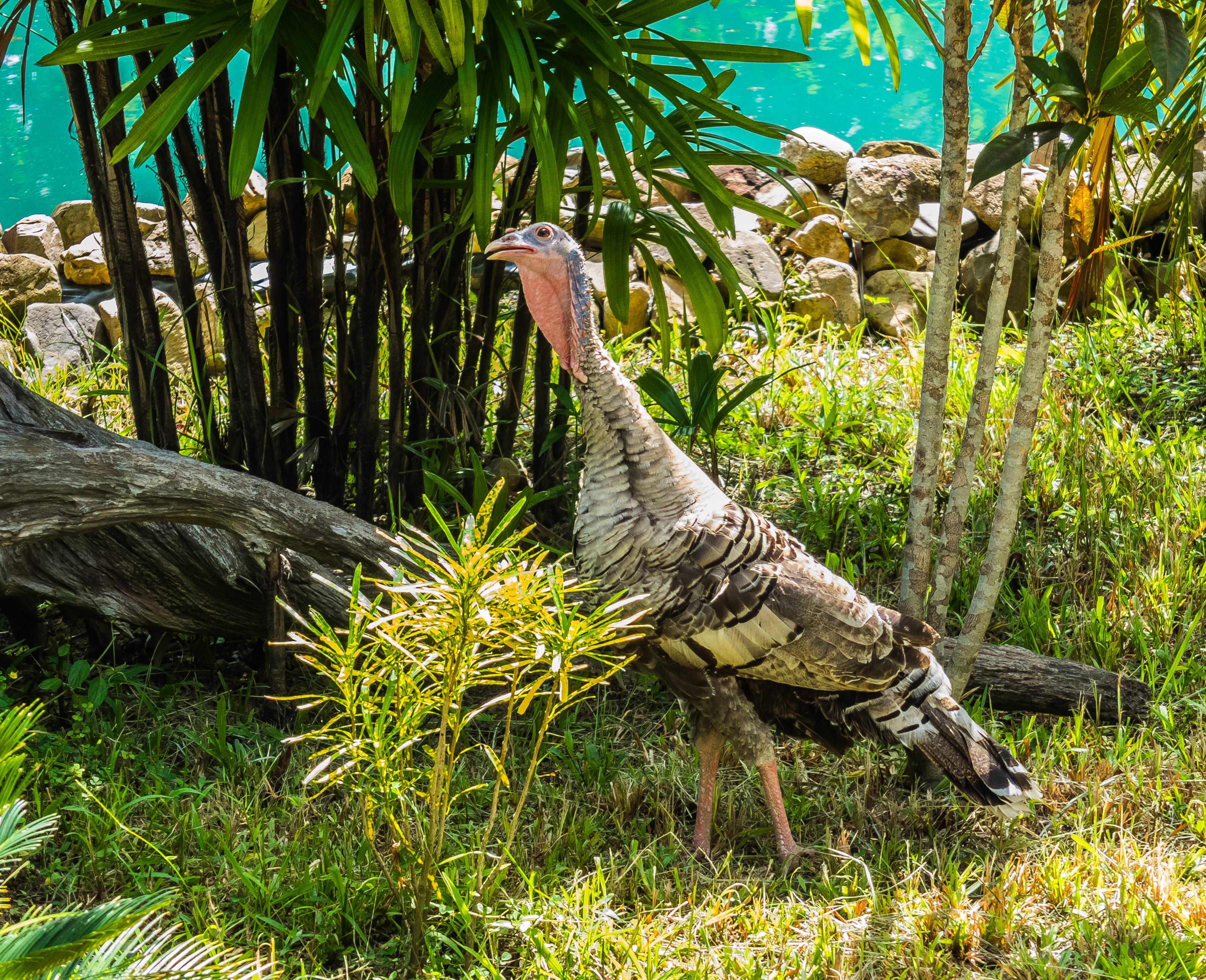 no people, turkey, animals in the wild, day, animal wildlife, undergrowth, land, nature, full length, animal, 2K, animal themes, garden, green color, outdoors, HD Wallpaper