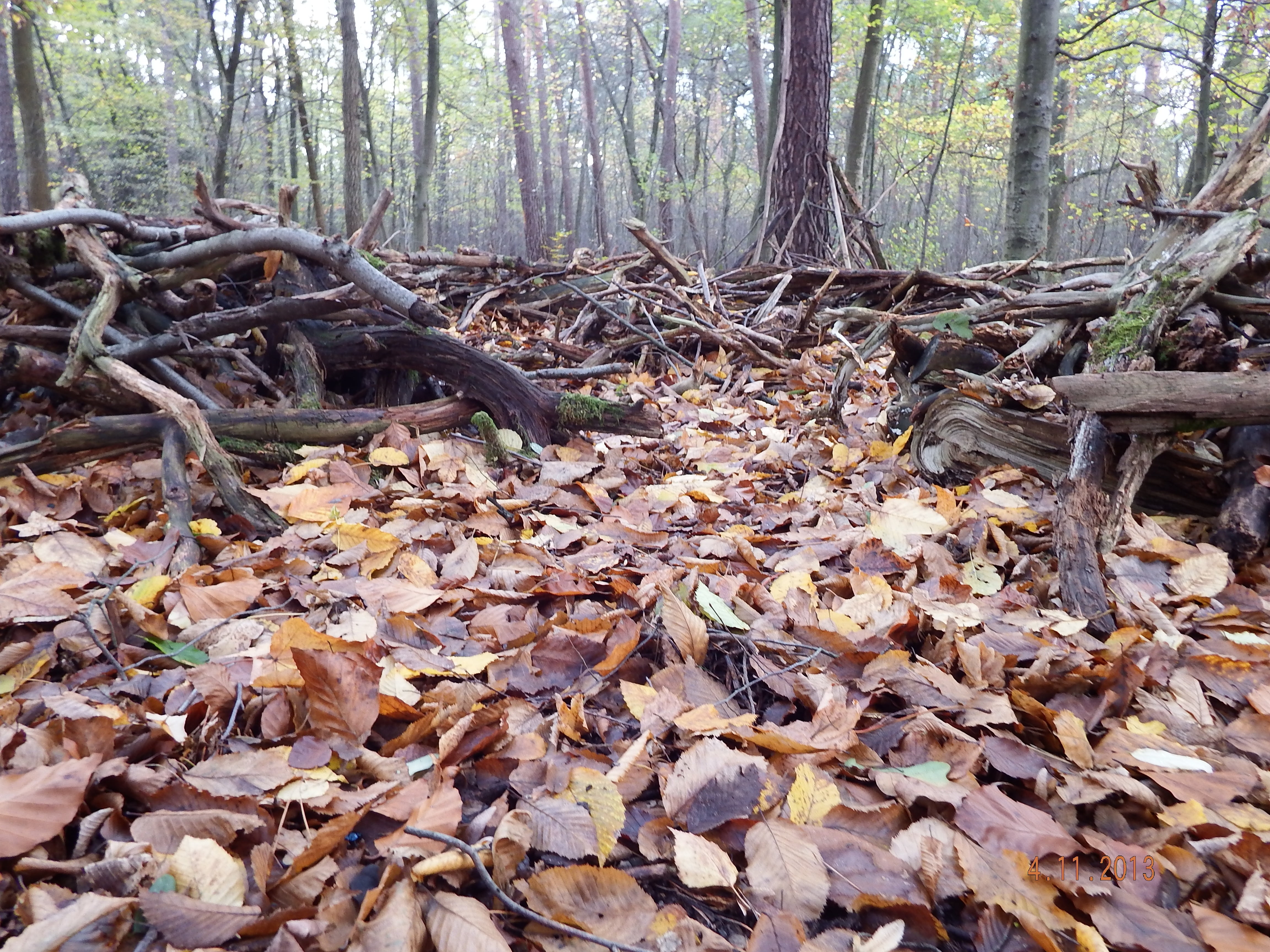 tranquility, dry, undergrowth, wood, day, trunk, abundance, plant, forest floor, leaves, mood, beauty in nature, 4K, tree, tree trunk, outdoors, autumn, HD Wallpaper