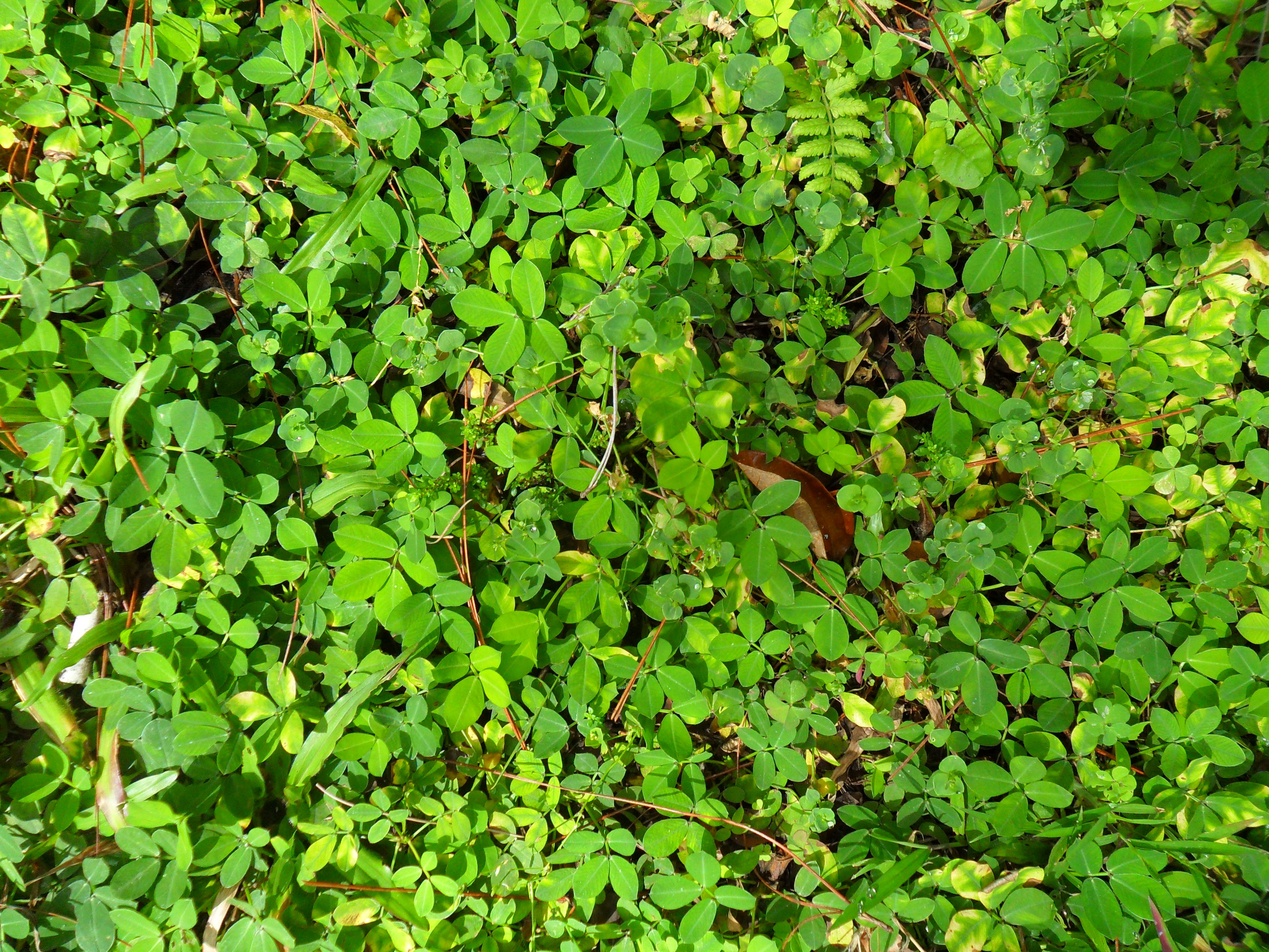 undergrowth, plant, green color, tranquility, plants, no people, nature, field, day, texture, full frame, growth, abundance, greens, clover, plant part, HD Wallpaper