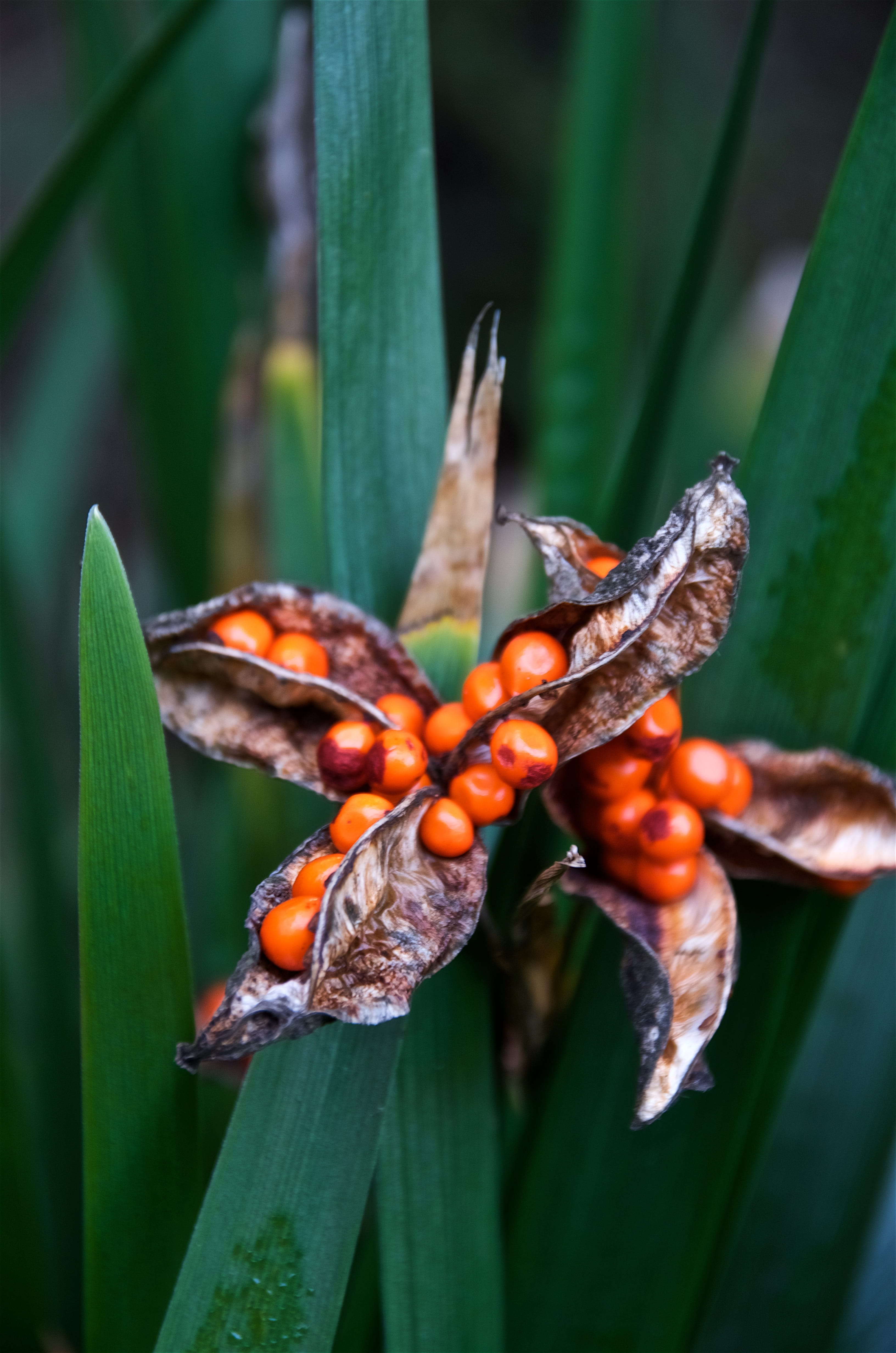 plant, focus on foreground, food and drink, freshness, seeds, seed, 4K, outdoors, close-up, green, undergrowth, animal wildlife, plant part, orange color, Phone HD Wallpaper