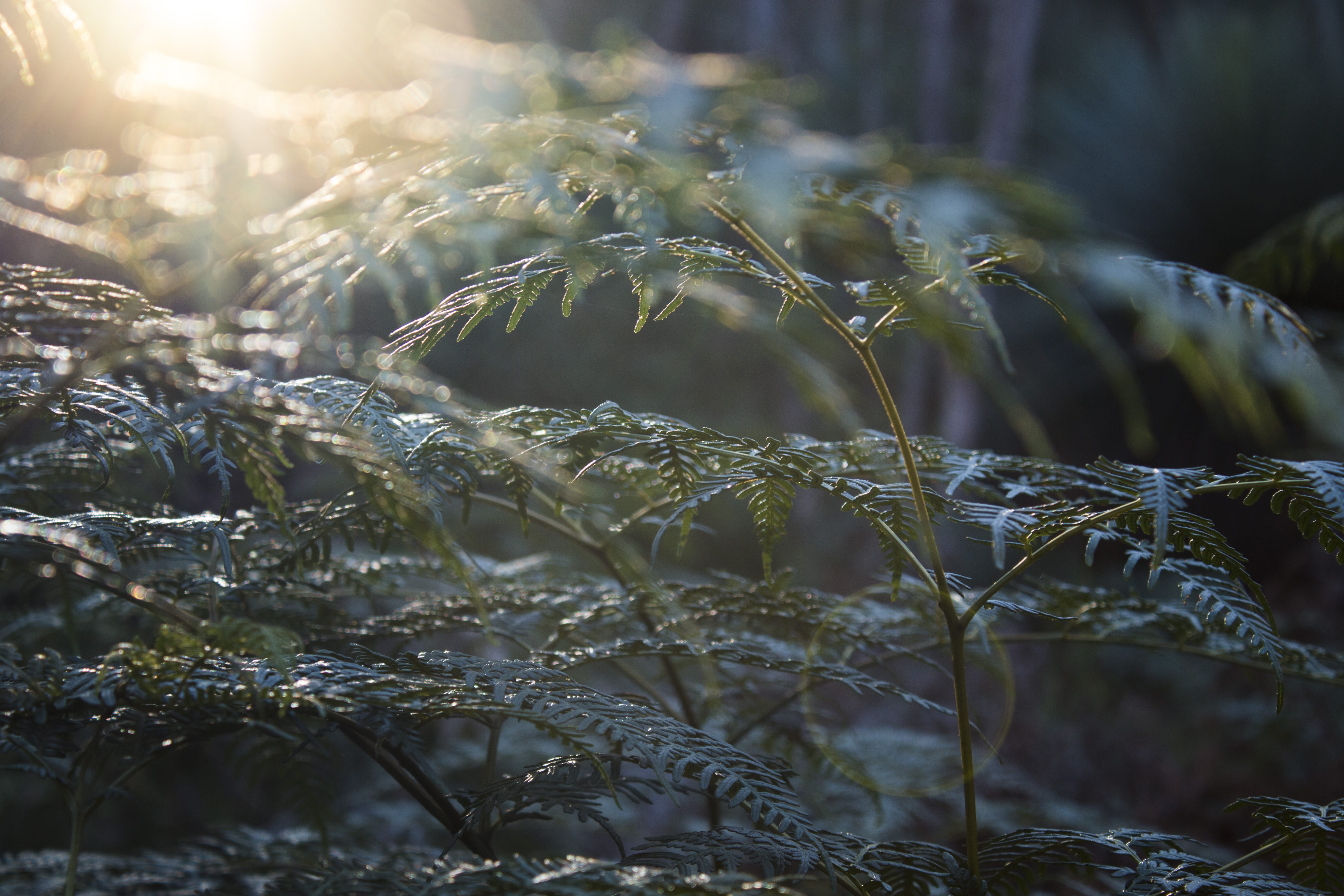 deep creek, growth, tree, selective focus, foliage, rainforest, close-up, winter, plant, day, beauty in nature, plants, frozen, no people, green, 5K, fern, HD Wallpaper