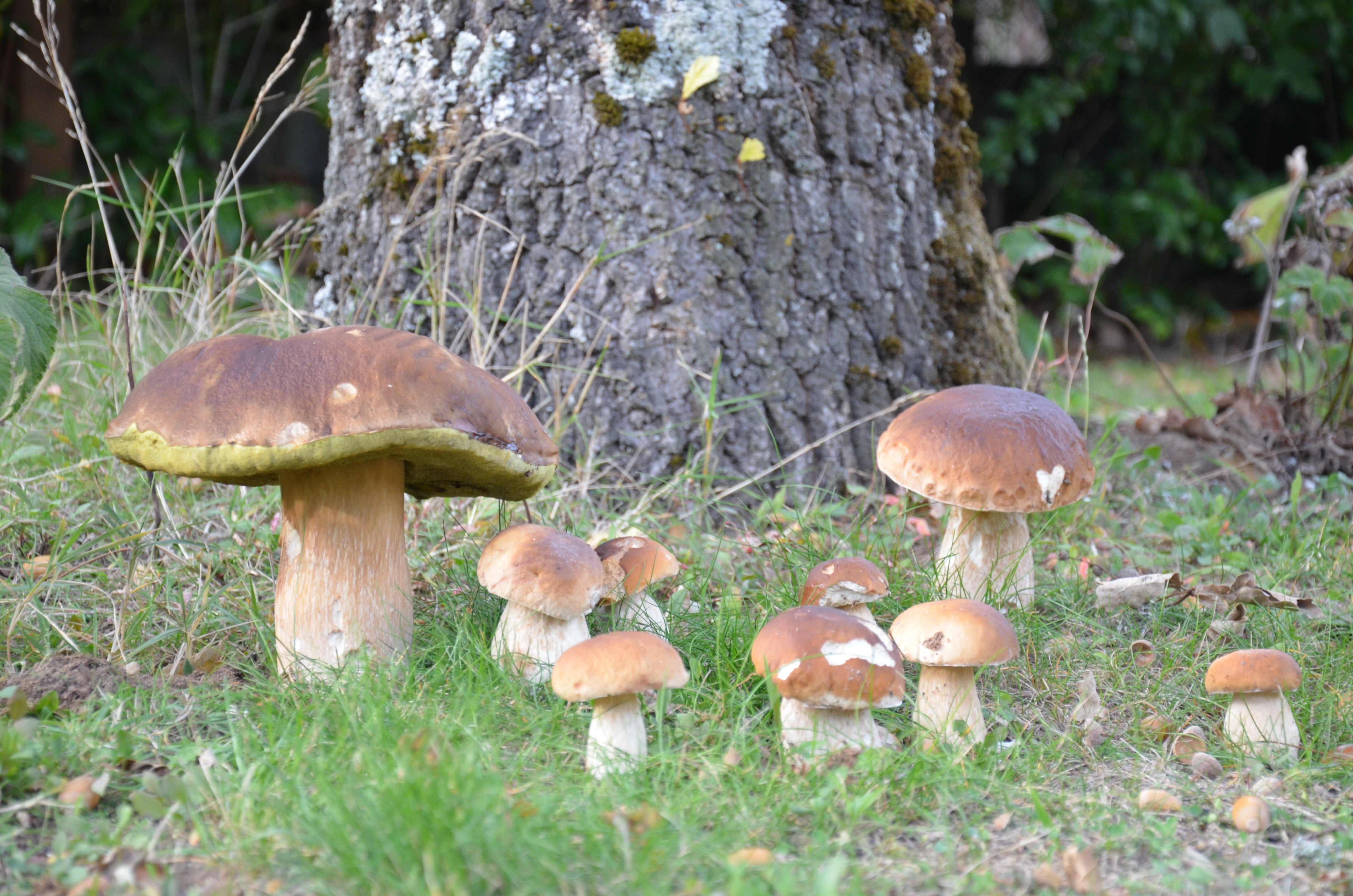 edible mushroom, forest, vegetable, growth, plant, mushroom, field, ride, no people, collection, grass, fungus, nature, tree, land, toadstool, pick, wood, HD Wallpaper