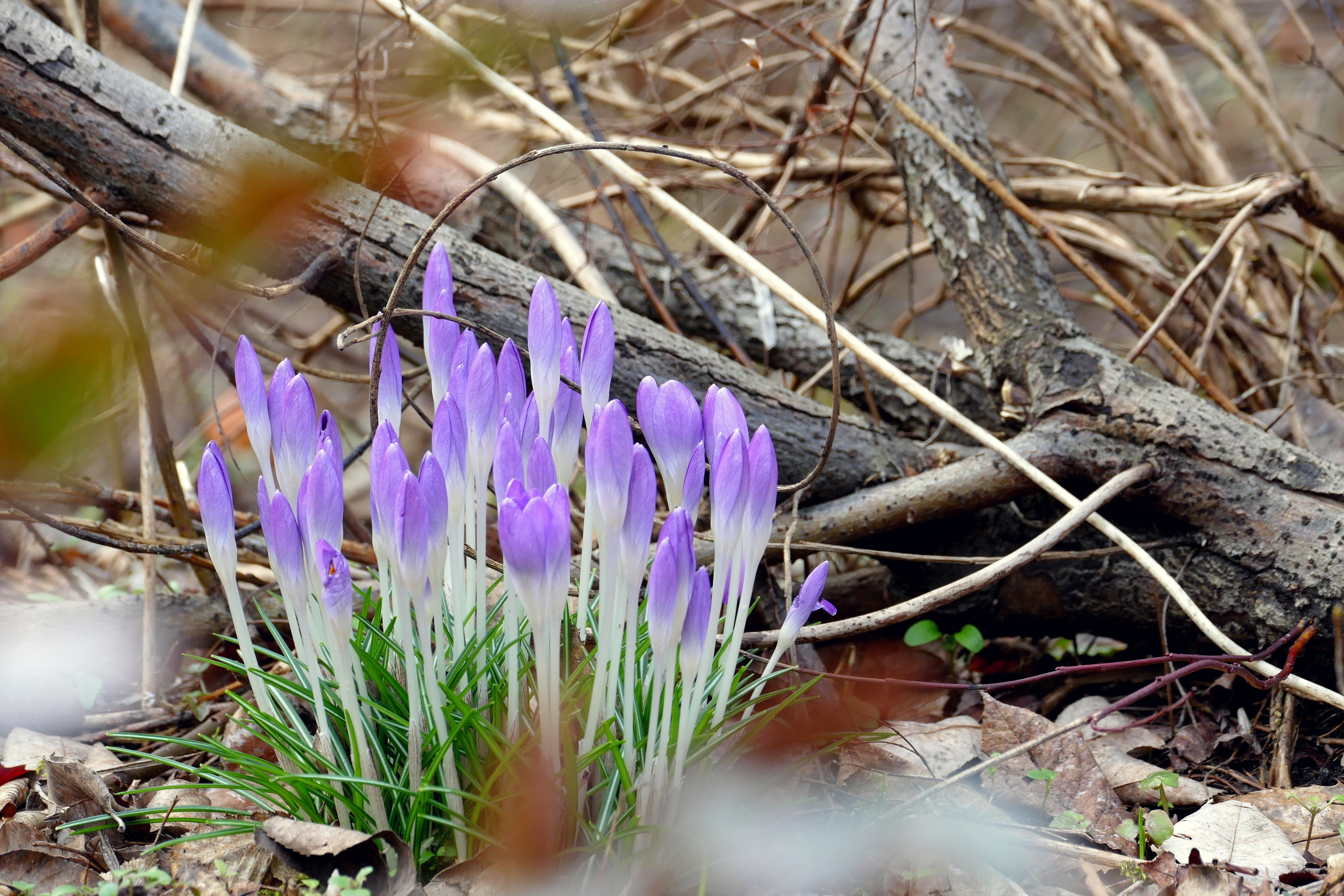 bloom, iris, selective focus, 4K, day, freshness, growth, field, fragility, beauty in nature, flower, outdoors, vulnerability, land, lavender, spring earlier, HD Wallpaper