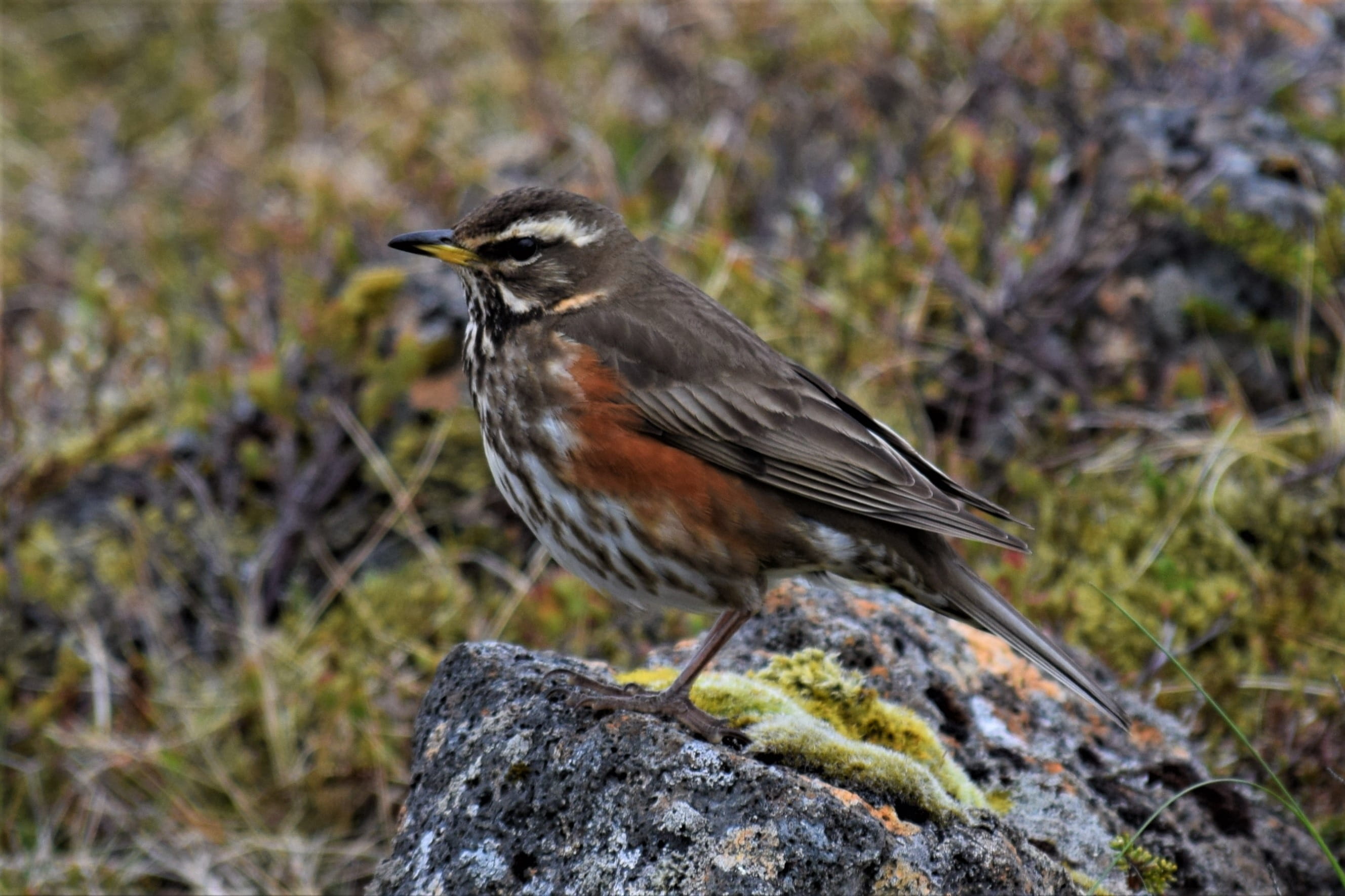 Turdus Iliacus, rock - object, habitat, side view, camouflage, animal themes, beak, wing, moss, iliacus, redwing, Thrush, hidden, one animal, rock, undergrowth, HD Wallpaper