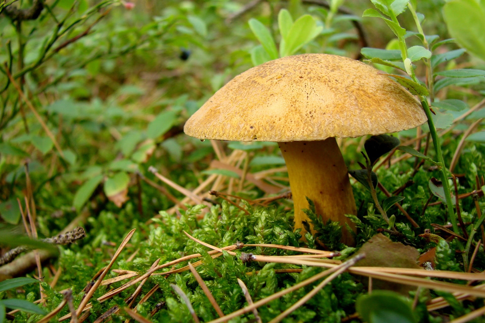 plant, nature, poisonous, close-up, green, selective focus, beauty in nature, flora, food, 1080P, fungus, food and drink, litter, land, green color, undergrowth, HD Wallpaper
