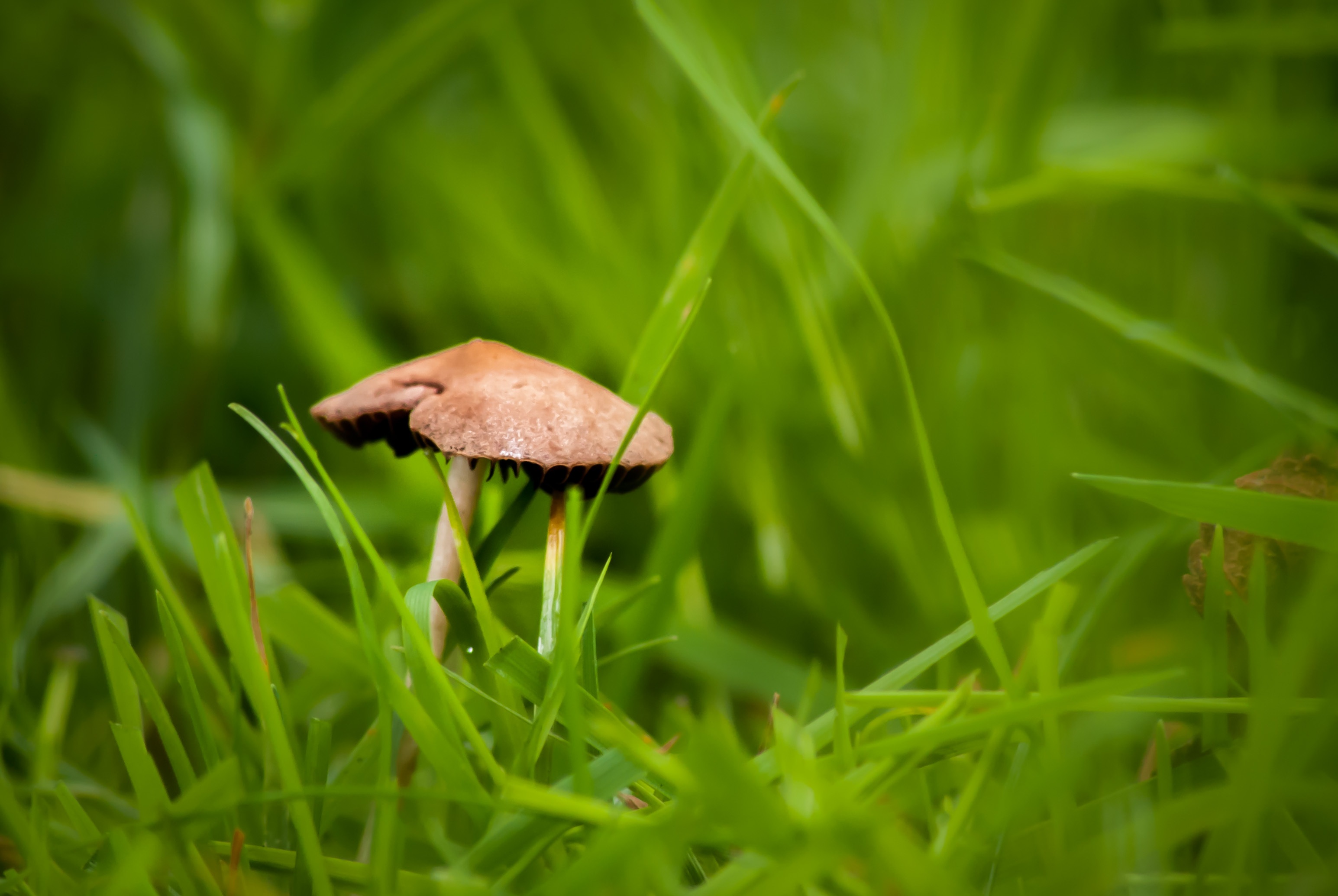 mushroom, land, nature, selective focus, beauty in nature, fragility, close-up, toadstool, depth of field, grass, garden, growth, blade of grass, green color, HD Wallpaper