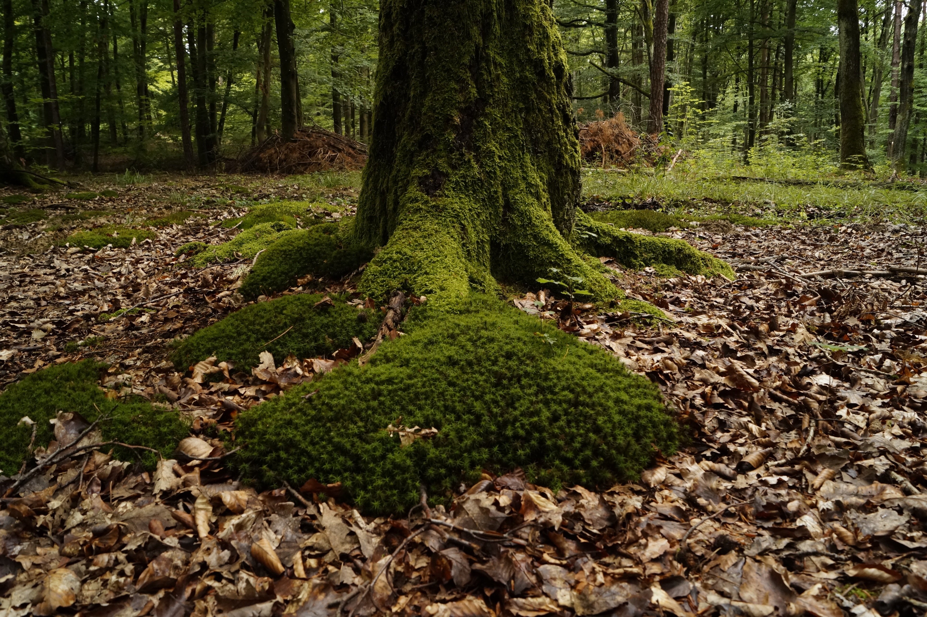 plant, moss, land, beauty in nature, day, outdoors, undergrowth, wood, non-urban scene, summer, leaf, trunk, idyllic, green color, no people, tranquil scene, HD Wallpaper