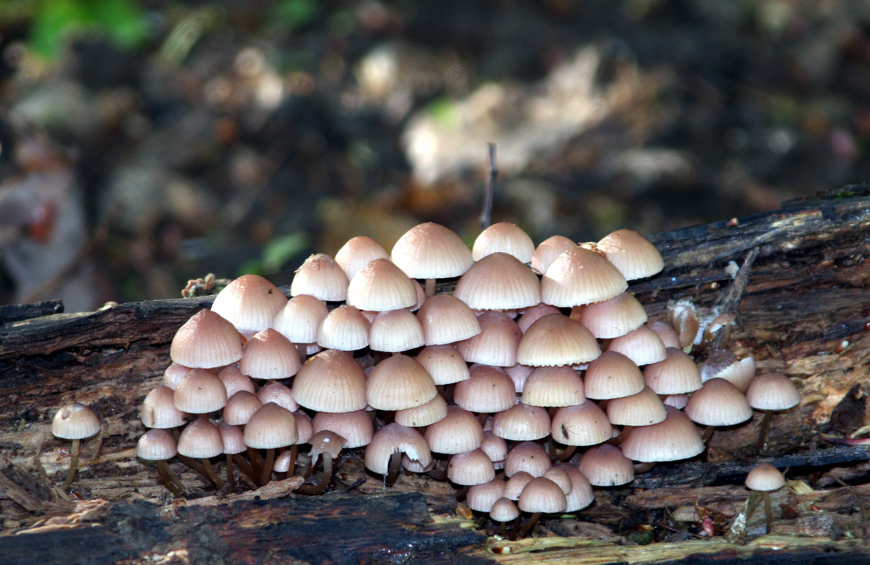 vulnerability, tree, forest, outdoors, nature, plant, mushrooms, land, fungus, undergrowth, day, focus on foreground, no people, close-up, vegetable, growth, HD Wallpaper