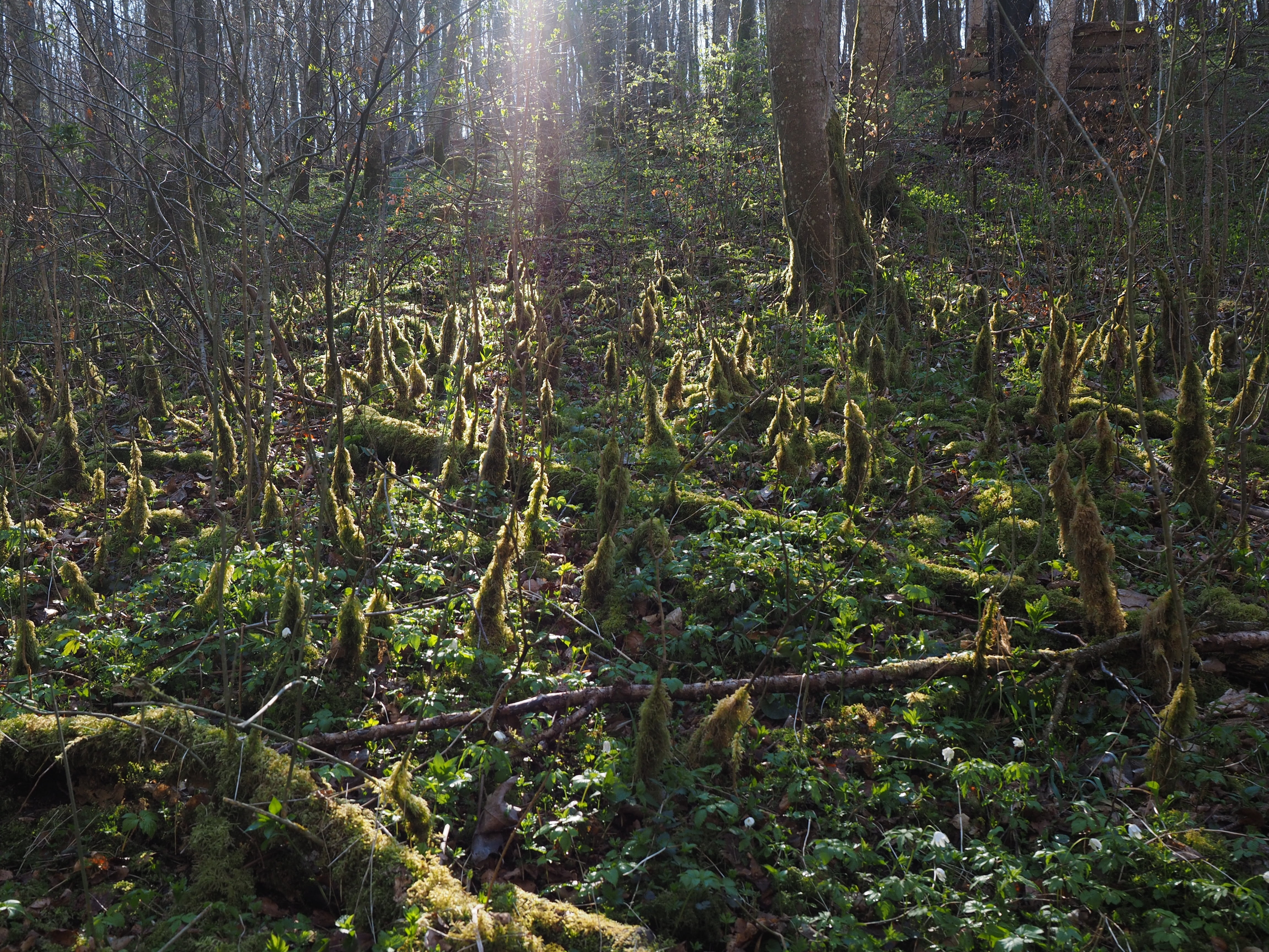 bemoost, forest, moss, sunlight, forest floor, tranquility, growth, scenics - nature, nature, plant, woodland, tranquil scene, landscape, non-urban scene, HD Wallpaper