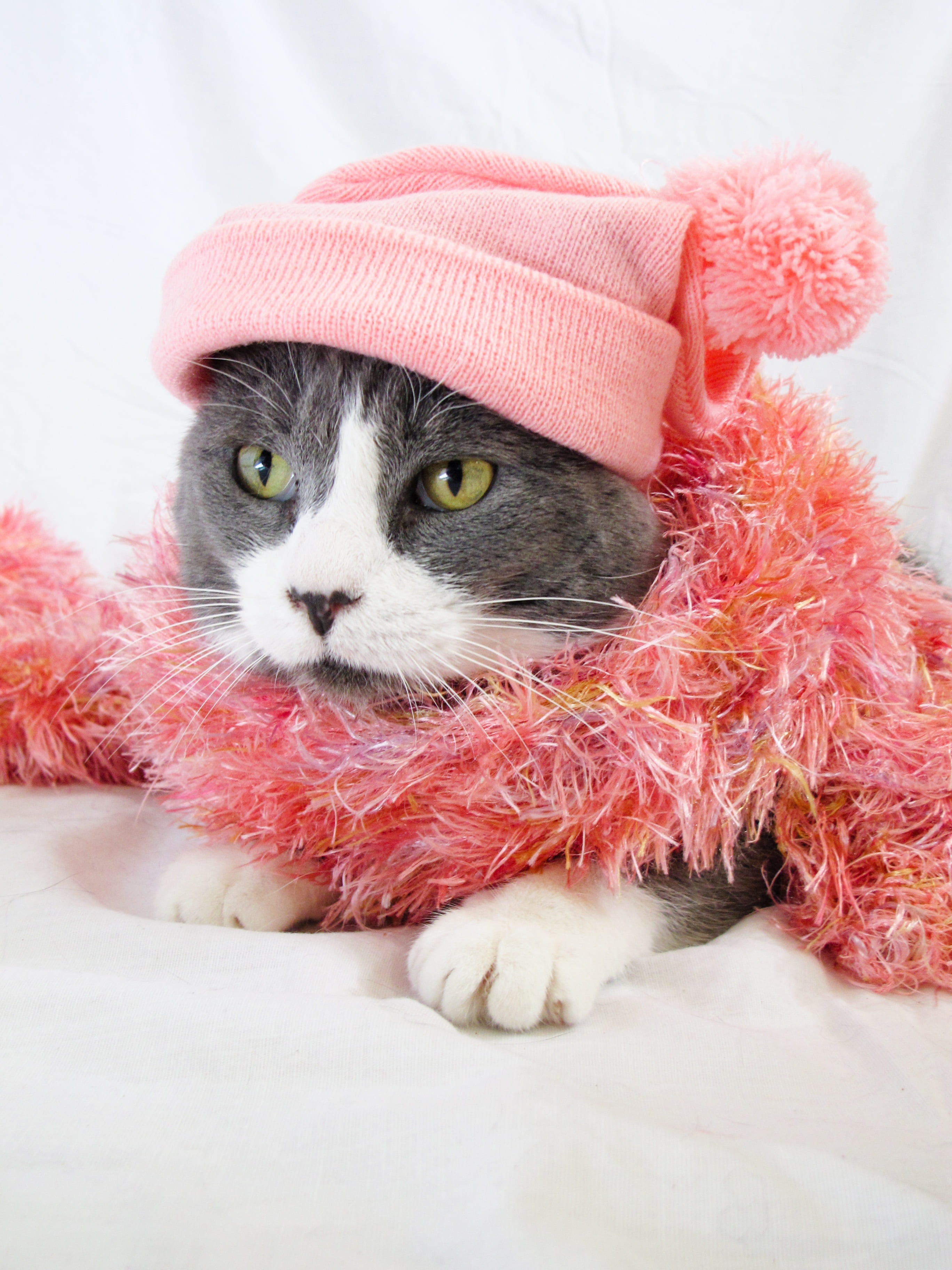 scarf, pet clothing, cute, cap, kitten, studio, domestic cat, knit, pink, grey, fur, mammal, hat, wearing, adorable, 2K, looking away, sweet, small, animal, Phone HD Wallpaper