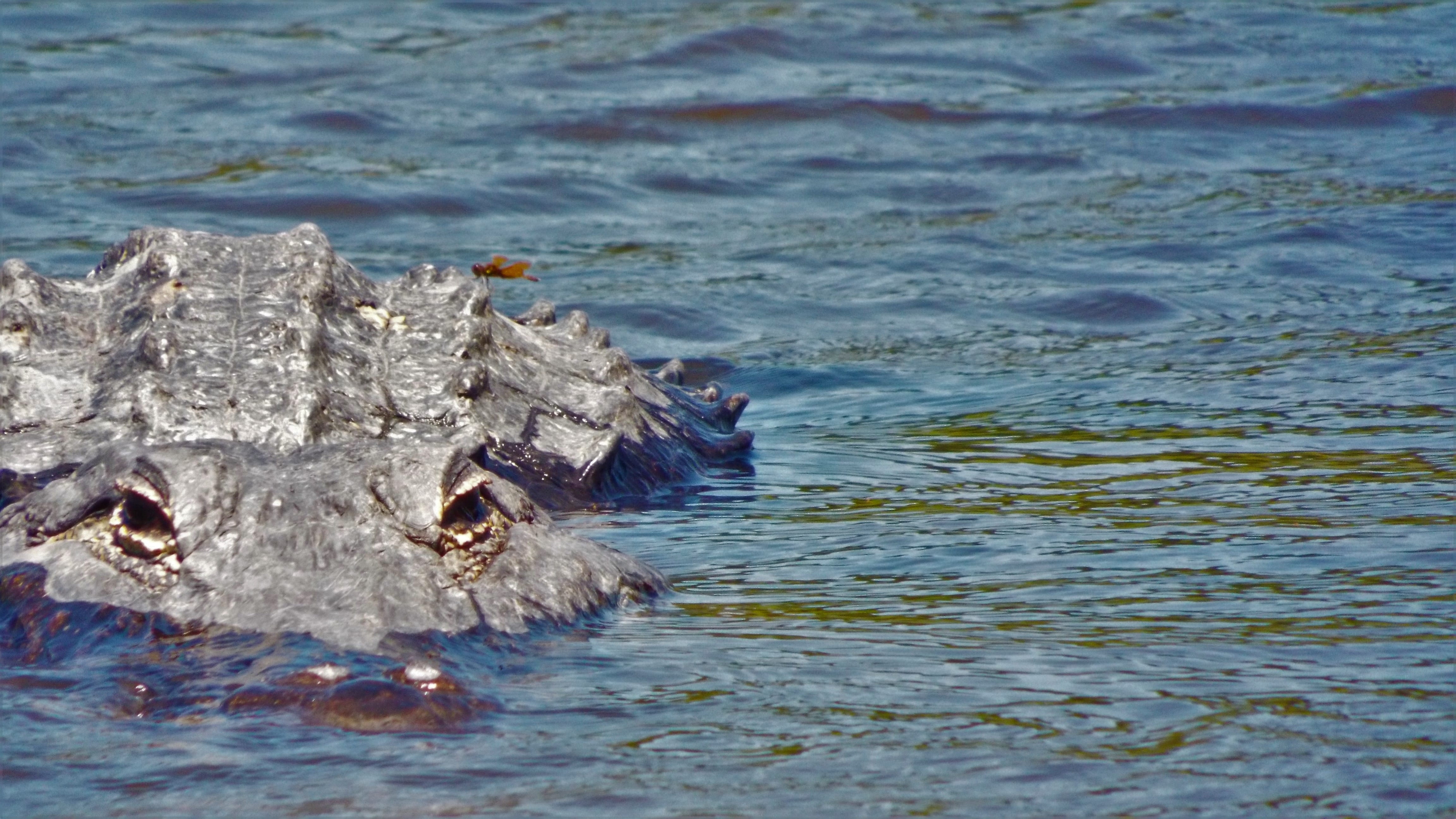 no people, gator, animal themes, swimming, rippled, underwater, marine, sea, one animal, animal head, outdoors, water, florida gator, day, alligator, wild, HD Wallpaper