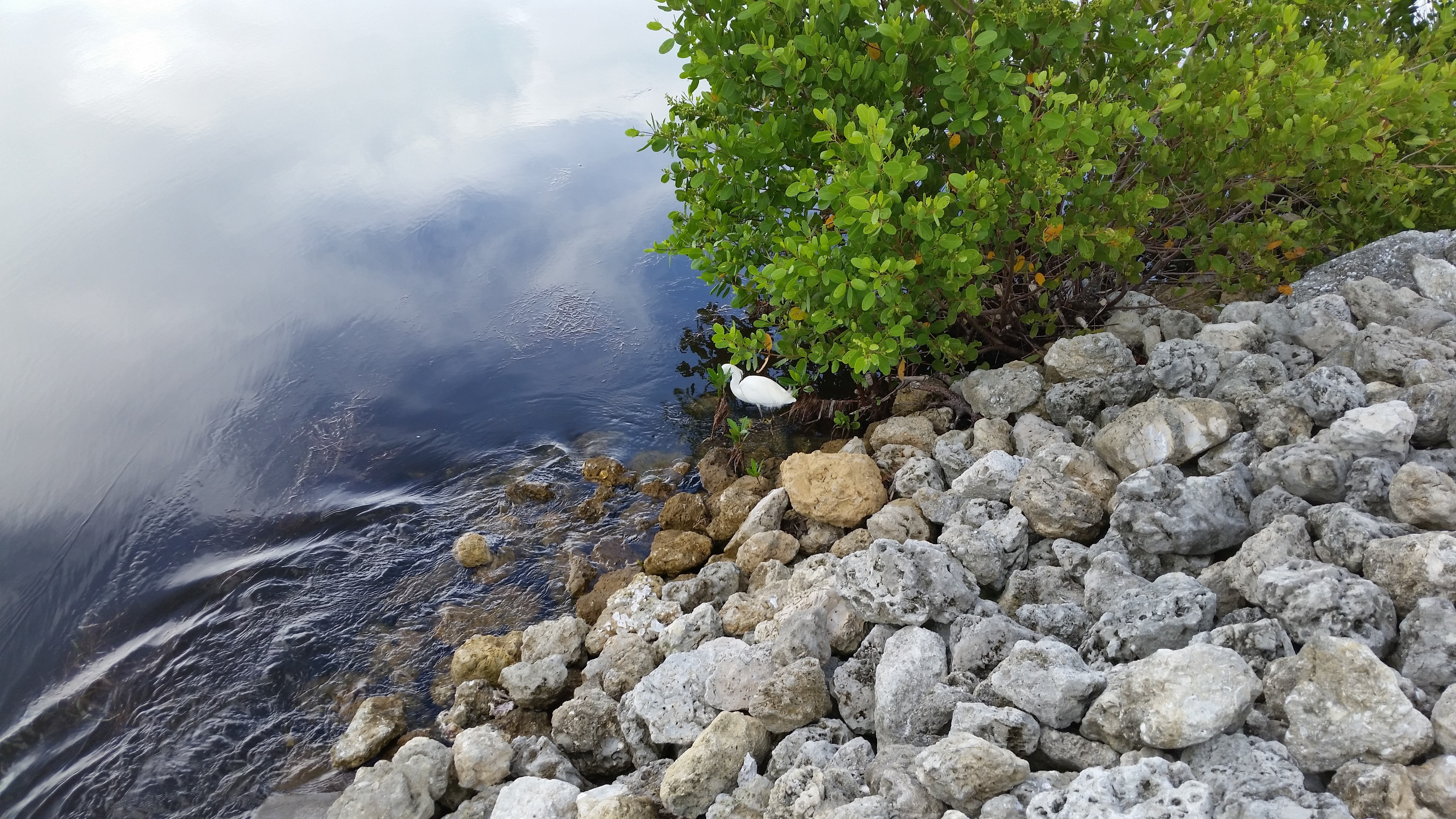 water, Florida, rock, birds, trees, 5K, lake, HD Wallpaper