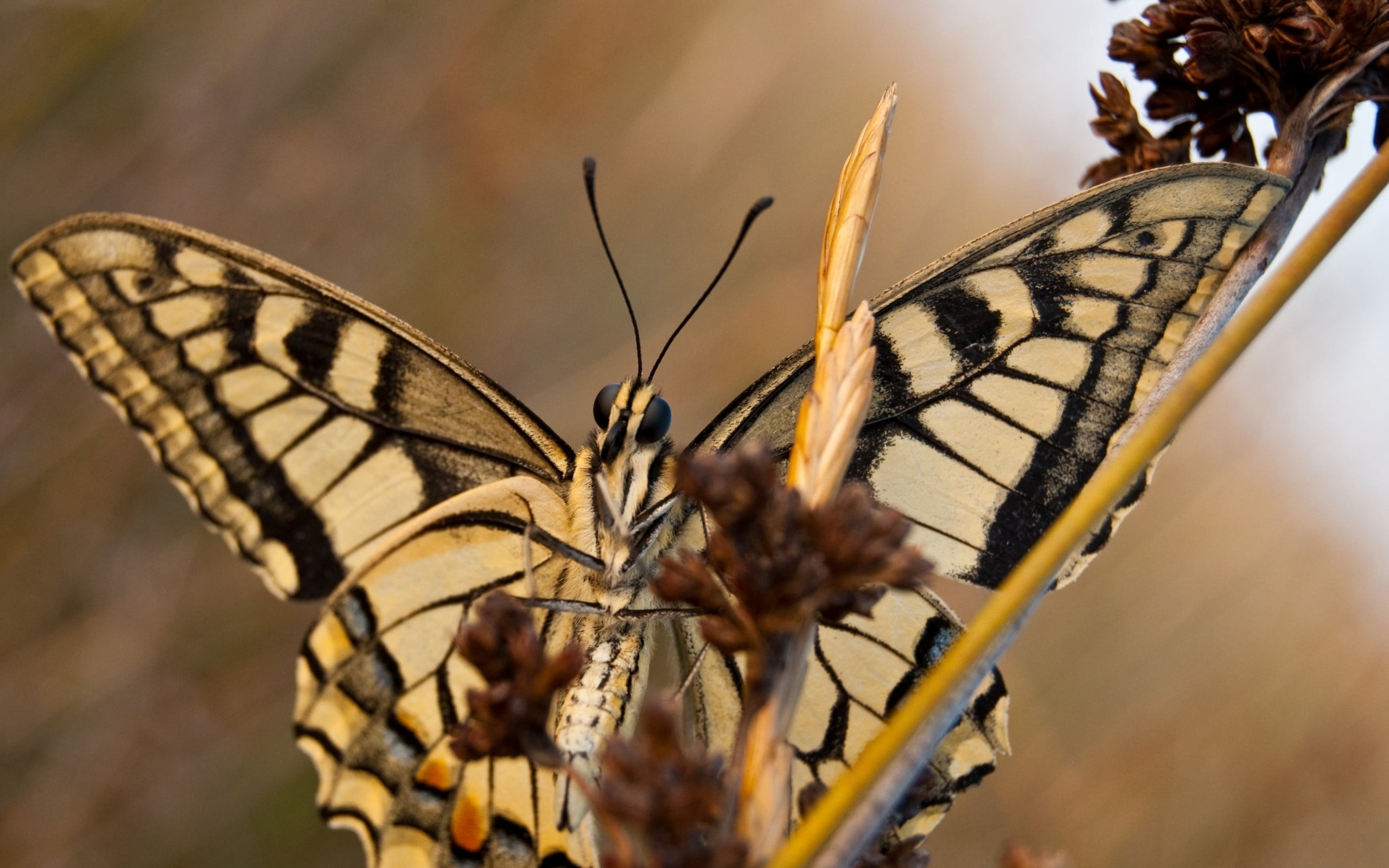 insect, 2K, day, animal wildlife, selective focus, beauty In Nature, one animal, biology, green Color, animals in the wild, swallowtail Butterfly, vulnerability, HD Wallpaper