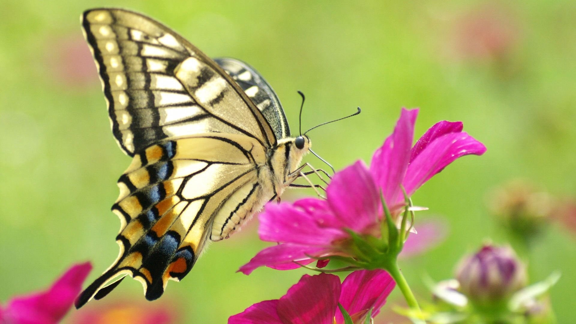 pink color, close-up, animal themes, animal Wing, monarch Butterfly, no people, animal, petal, beauty, animal wildlife, yellow, flower head, eastern, insects, HD Wallpaper