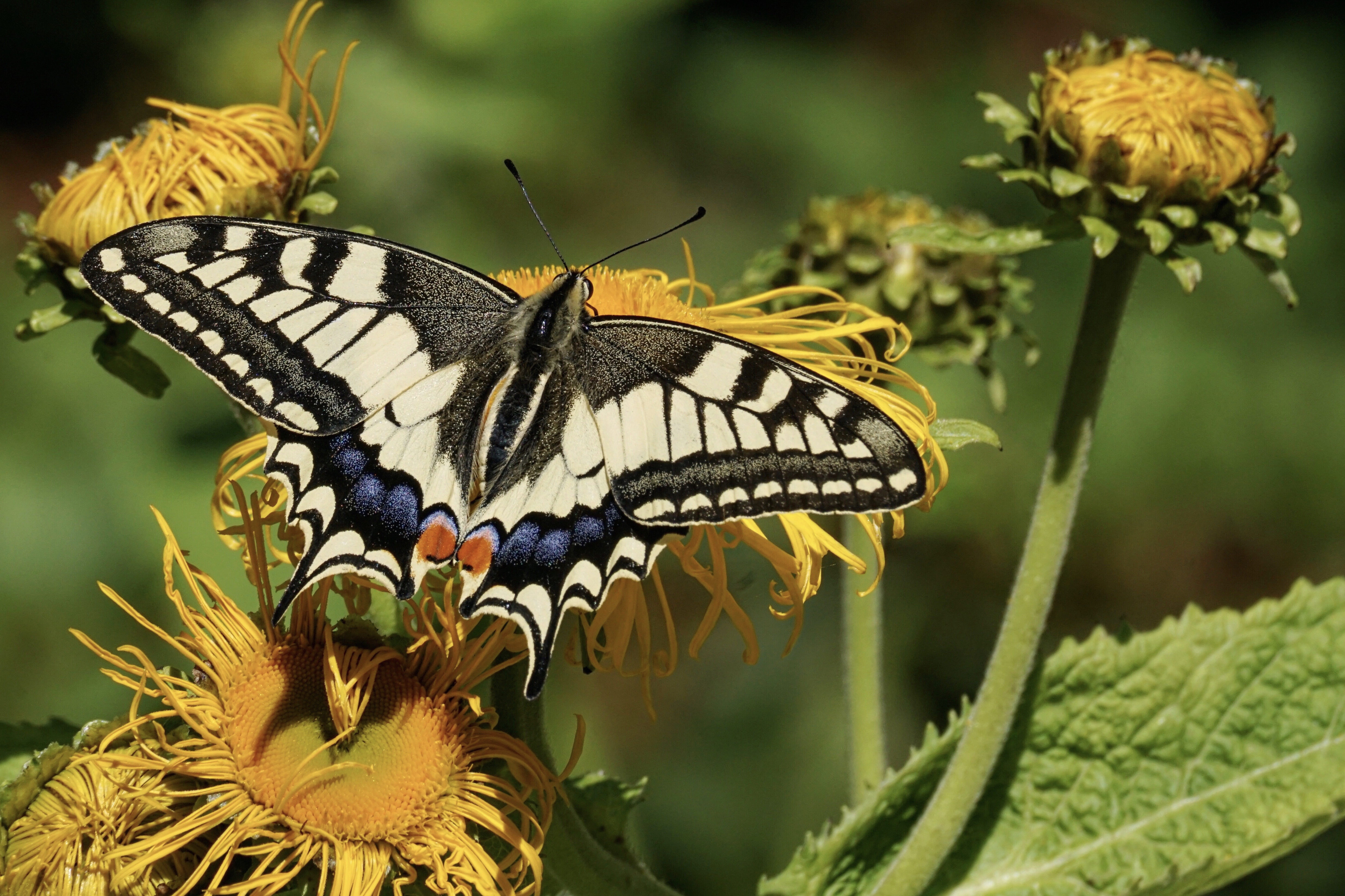 pollination, tiger, vulnerability, wing, no people, invertebrate, swallowtail, close-up, animal themes, animal world, plant, butterfly, animal wing, animal, HD Wallpaper