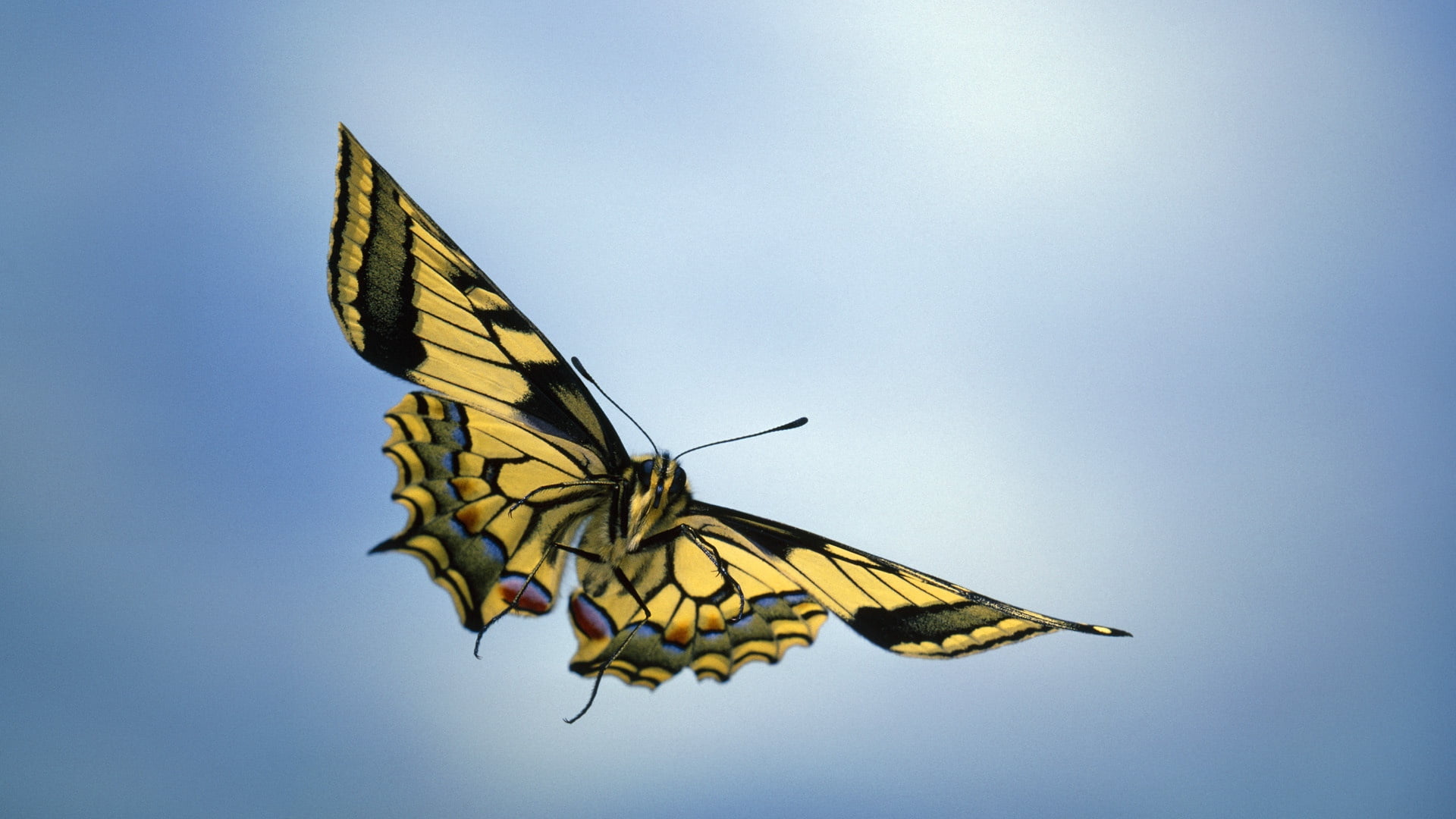 animal Wing, insects, sky, summer, beautiful, tiger, digital composite, 1080P, green Color, yellow, day, swallowtail, blue, vibrant Color, fragility, color Image, HD Wallpaper