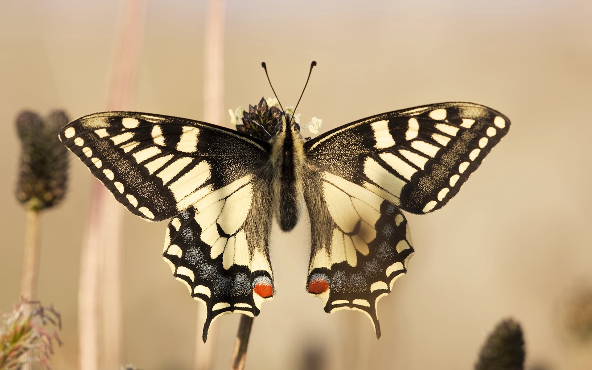 tiger, beauty In Nature, animal wildlife, outdoors, close-up, yellow, invertebrate, animal markings, animal, swallowtail Butterfly, animal body part, flower head, HD Wallpaper