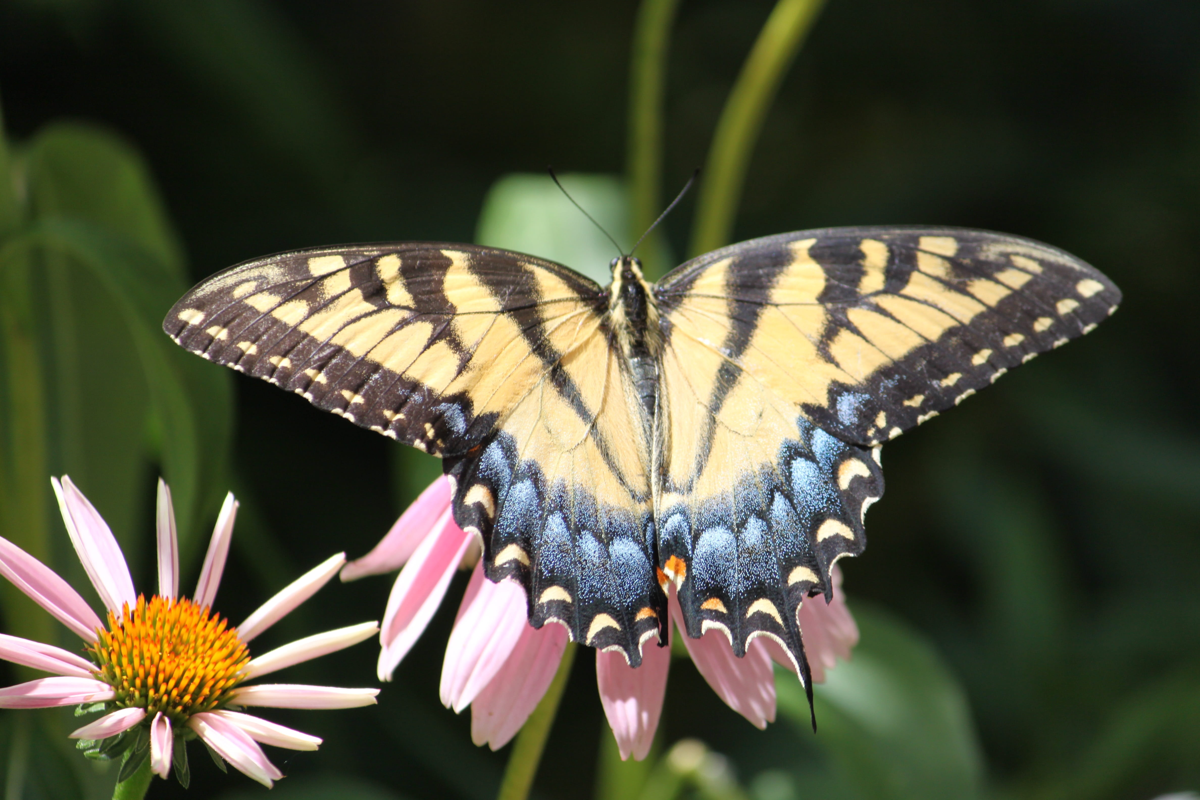 animals in the wild, butterfly - Insect, photography, wings, beauty In Nature, close-up, outdoors, summer, animals And Pets, flowering plant, no people, HD Wallpaper