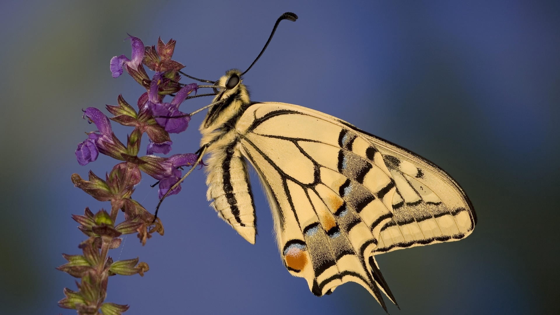 tiger, swallowtail Butterfly, animals in the wild, animal, animal themes, eastern, unusual, backgrounds, outdoors, one Animal, flower head, vibrant Color, HD Wallpaper