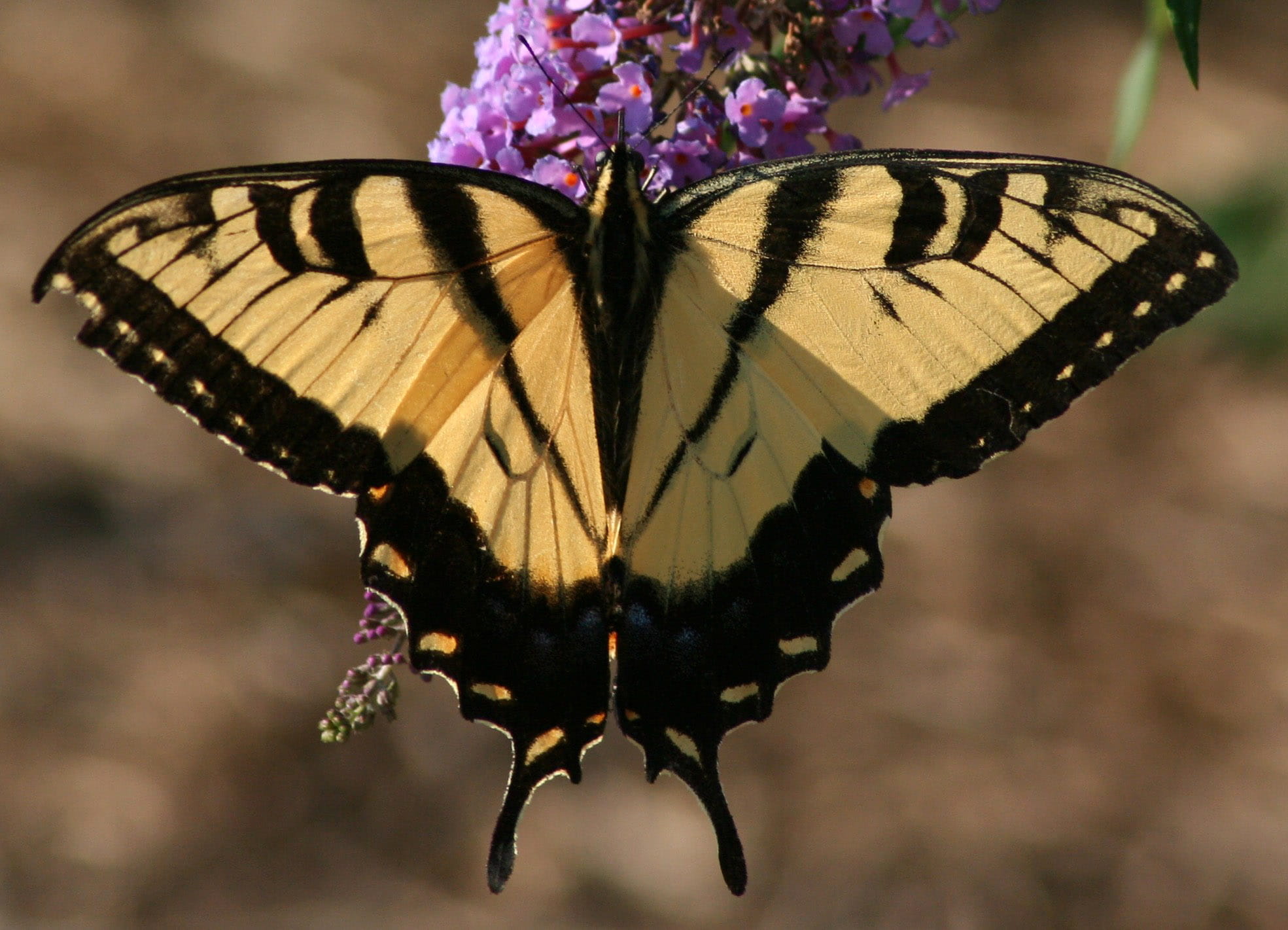 beauty In Nature, fragility, animals in the wild, papilio glaucus butterfly, animal wildlife, glaucus, Eastern Tiger Swallowtail, lepidoptera, focus on foreground, HD Wallpaper