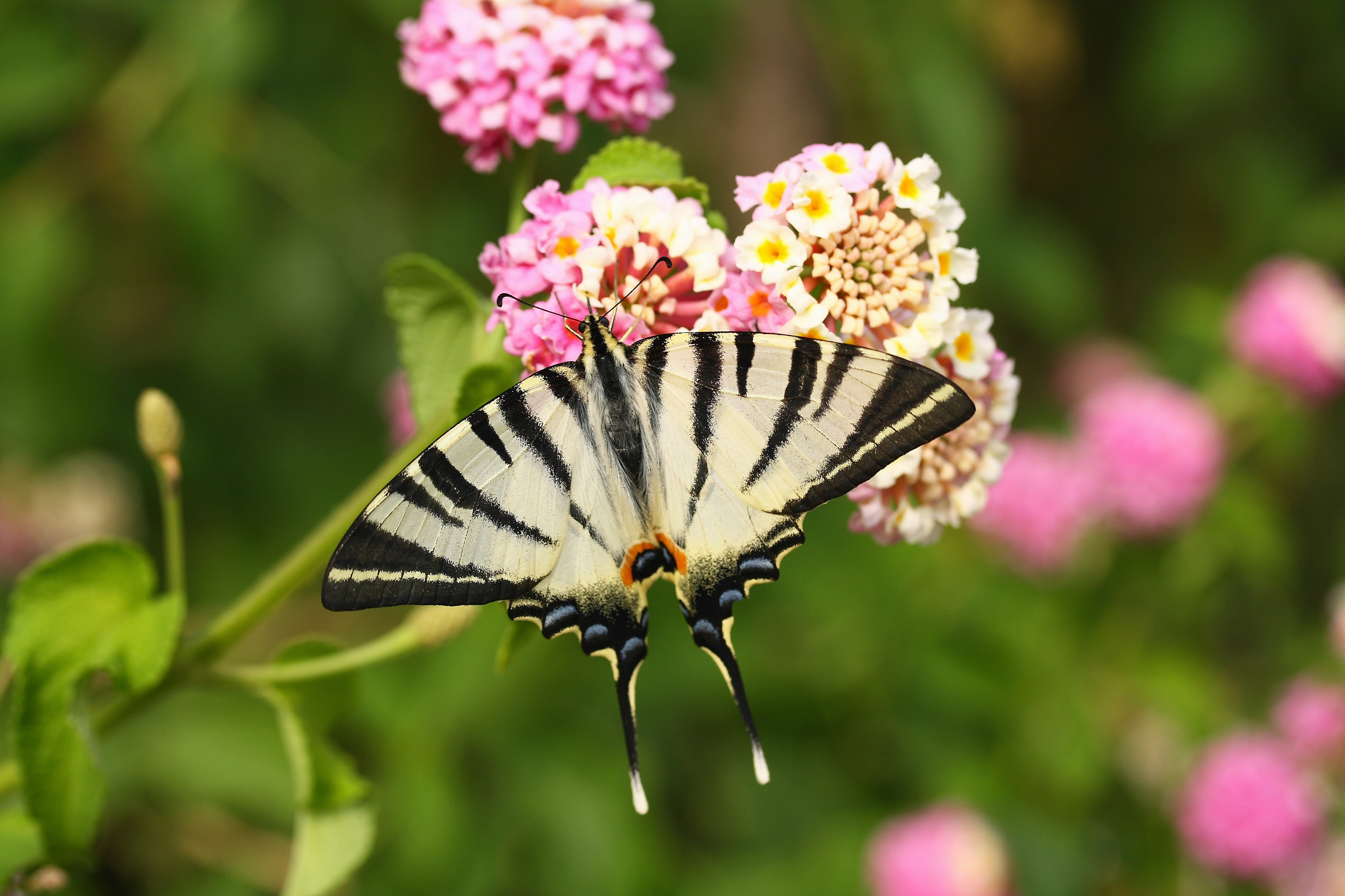green field, Butterfly, selective, color, moth, perching, plant, Macro, Close, pollination, tiger, animal themes, beauty in nature, pink, close-up, fly, HD Wallpaper