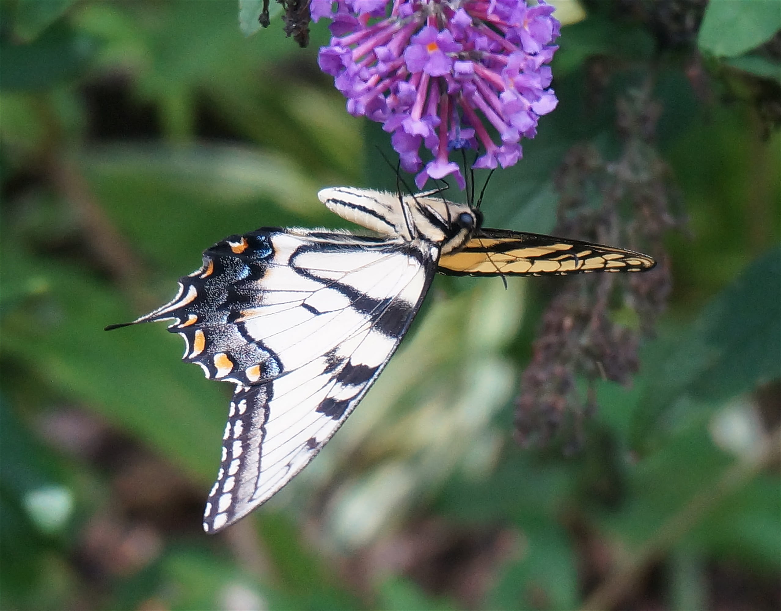 one animal, no people, multi Colored, winged, vulnerability, 1080P, beauty In Nature, shrub, animal Wing, wild, close-up, plant, butterfly, summer, macro, HD Wallpaper