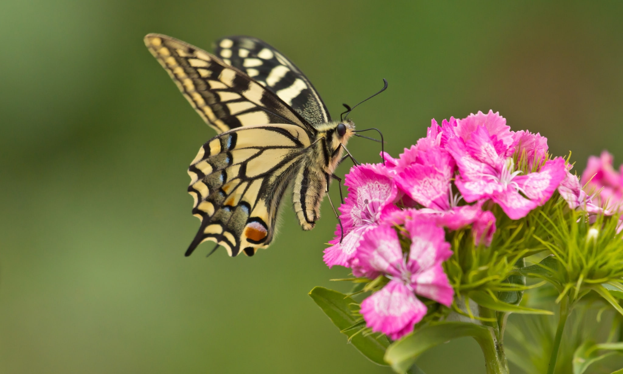 swallowtail, flower, carnation, 1080P, macro, butterfly, tiger, yellow, HD Wallpaper