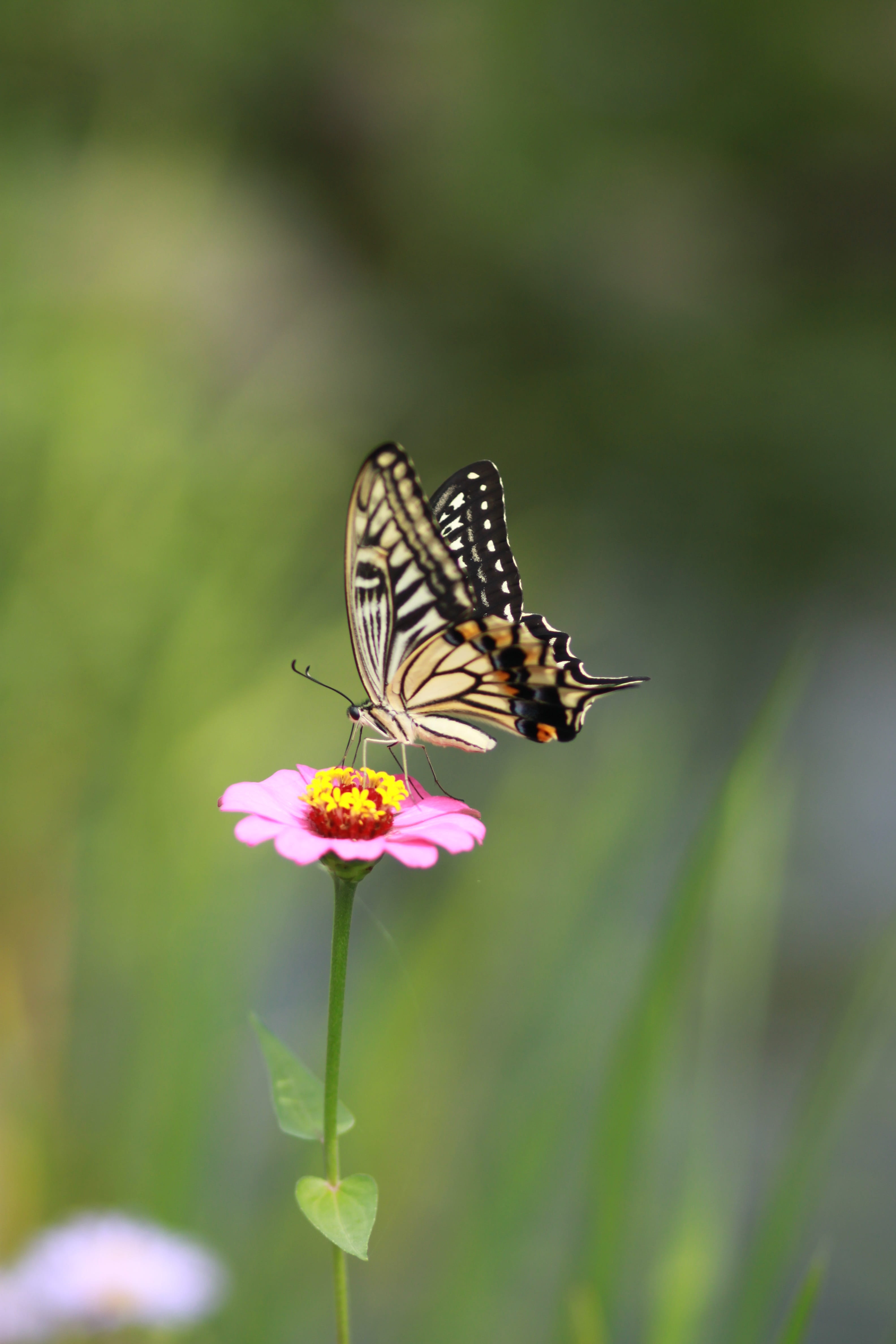close-up, animals in the wild, flowers, focus, flower, animal wing, selective, animal, invertebrate, insect, plants, eastern, animal wildlife, macro, one animal, Phone HD Wallpaper