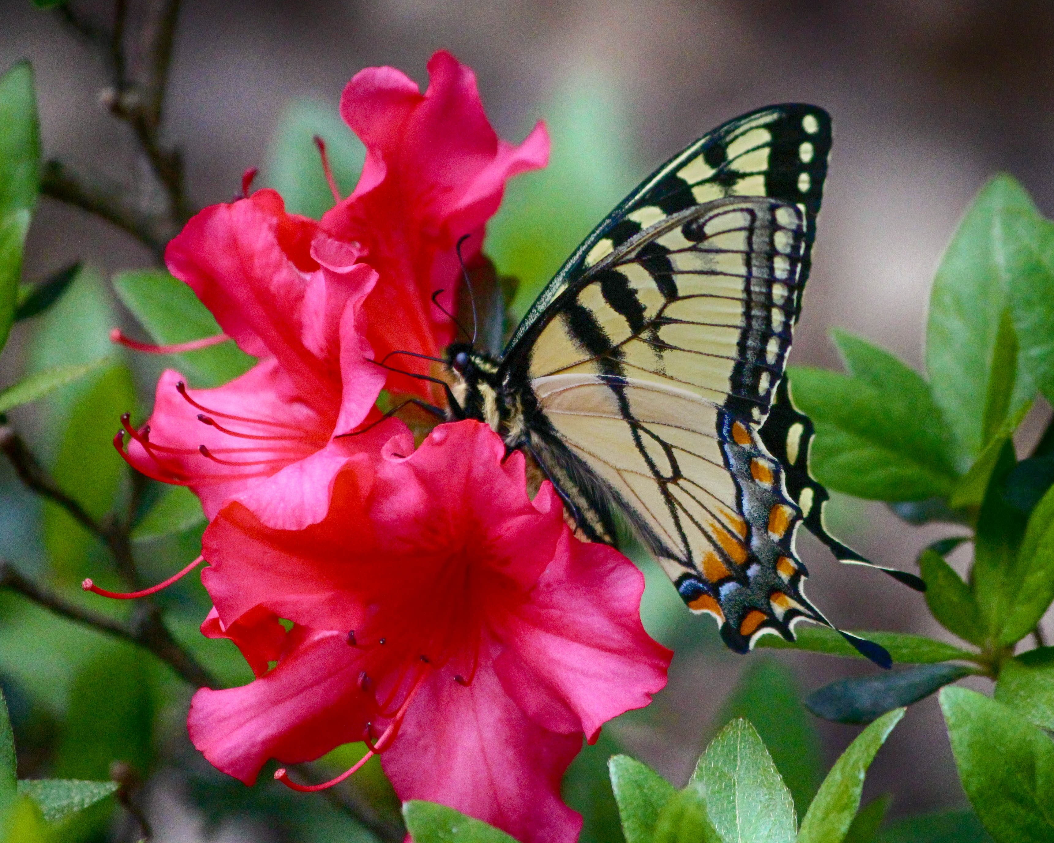 invertebrate, perched, yellow, tiger, animal, insect, pollination, no people, freshness, flowering plant, beauty in nature, plant, animal wildlife, outdoors, HD Wallpaper