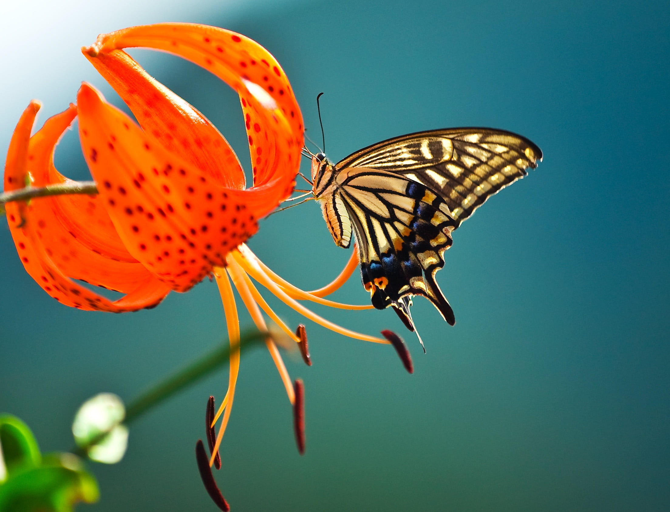 micro, animals in the wild, photo, perched, plant, focus on foreground, butterfly - Insect, flowers, multi Colored, close-up, animal themes, 1080P, plants, HD Wallpaper