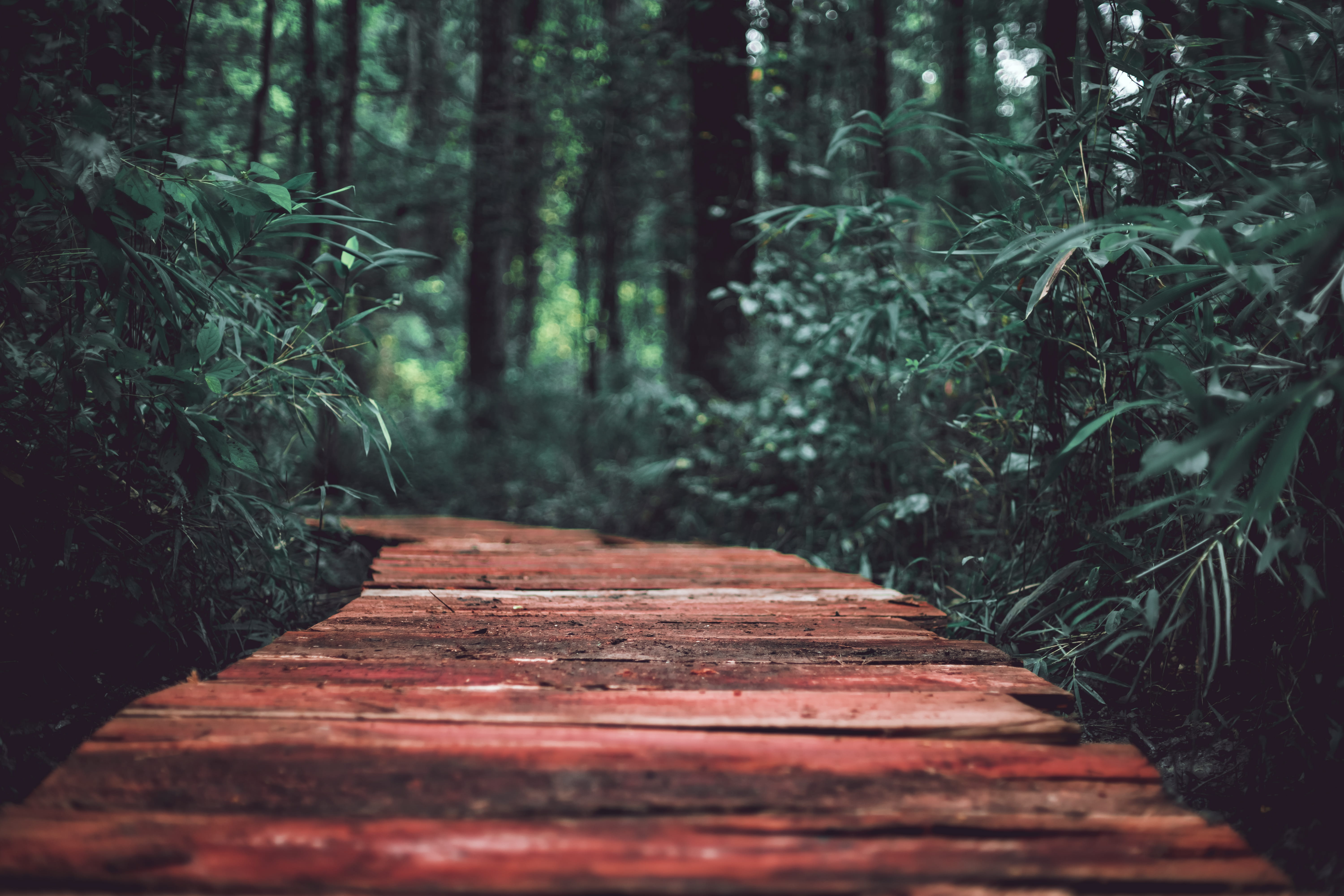 old, undergrowth, sunlight, 50mm, heather, dark, brown, path, beauty In Nature, footpath, boardway, summer, park - Man Made Space, leaf, plank, tranquil Scene, HD Wallpaper