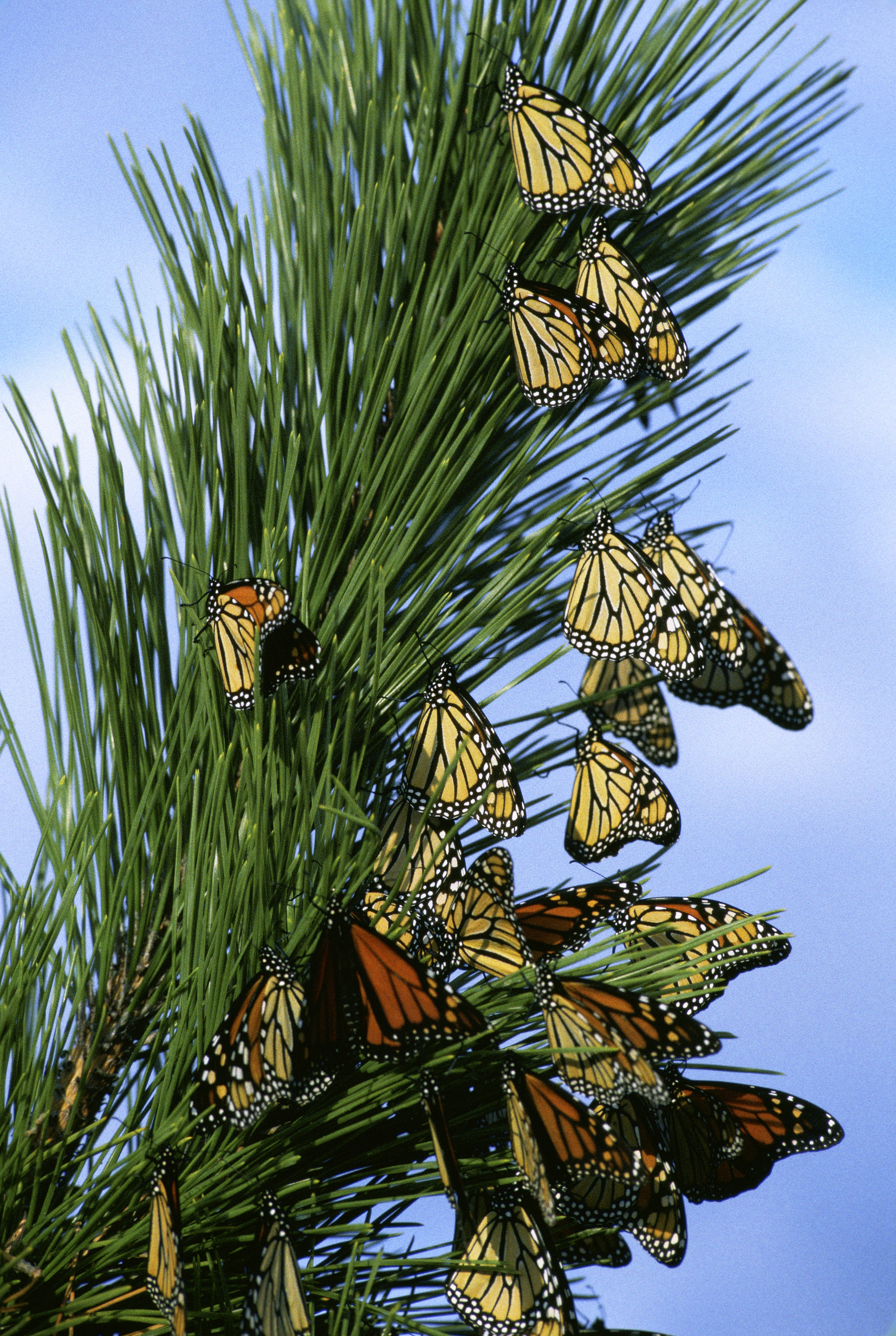 green color, pine tree, sky, group, animal wildlife, migration, animals in the wild, branch, day, close, growth, pine cone, no people, butterfly, outside, Phone HD Wallpaper