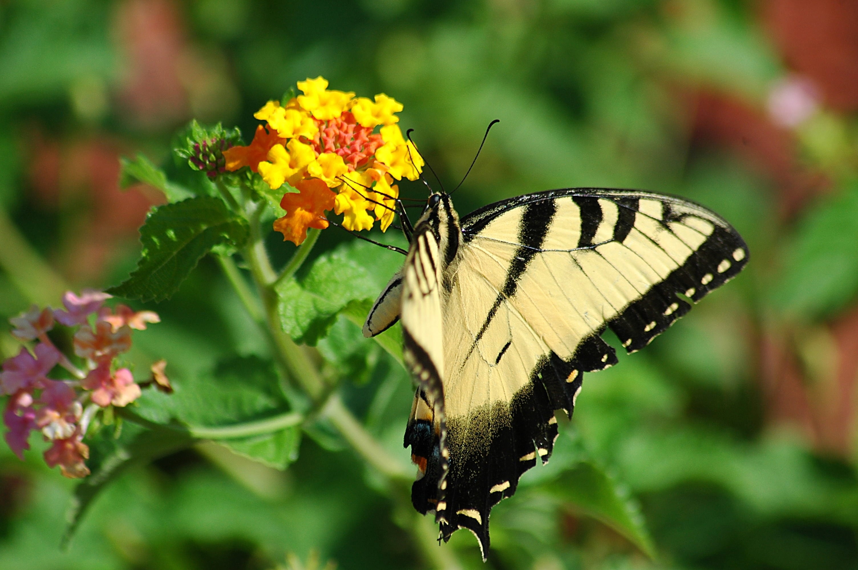 animal, colorful, wildlife, wings, beauty in nature, plant, feeding, vulnerability, one animal, macro, butterfly - insect, pollination, black, swallowtail, HD Wallpaper