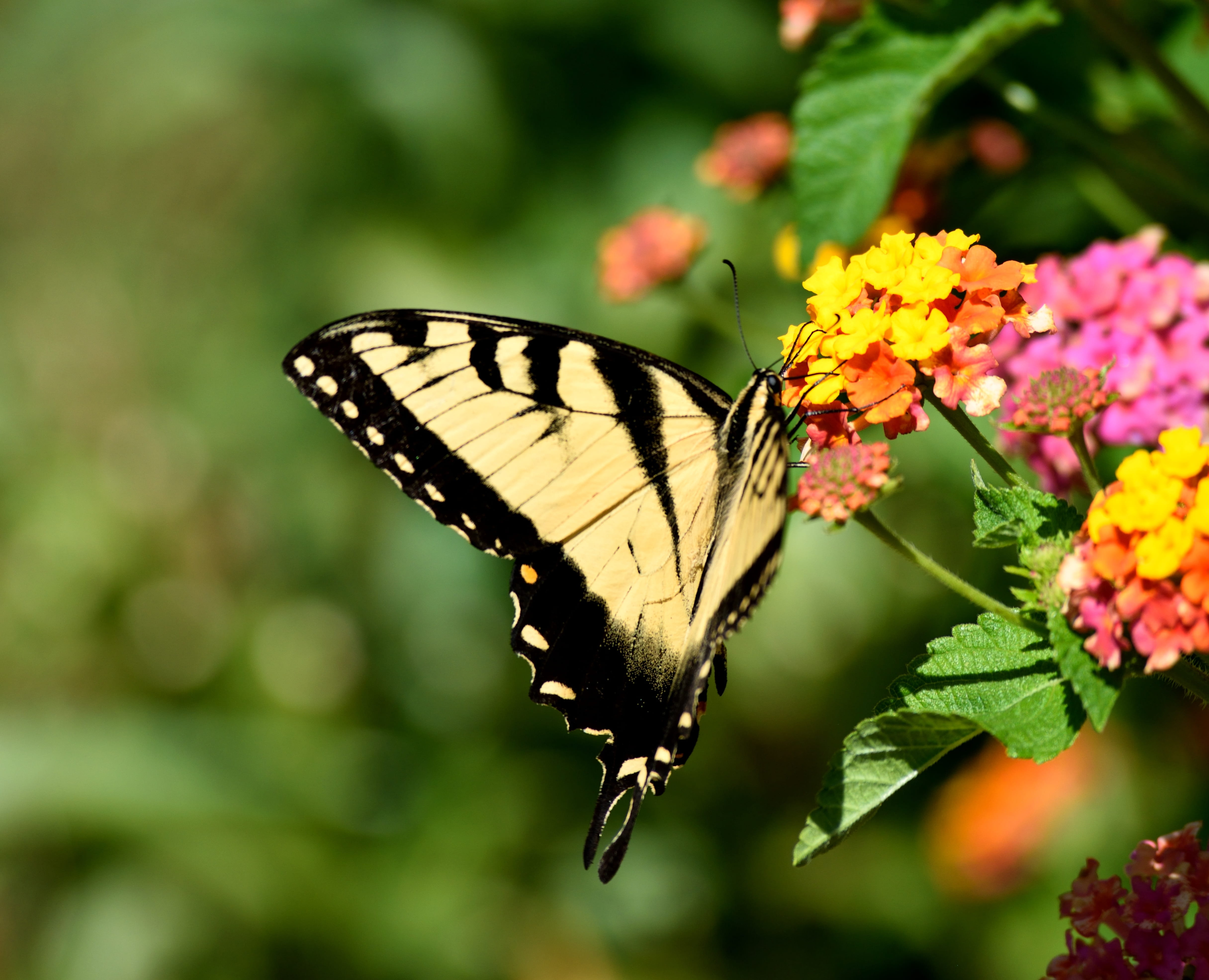 animal wing, one animal, butterfly, swallowtail, spring, animal themes, nature, lantana, beauty, color, flowering plant, freshness, wing, fragility, growth, HD Wallpaper