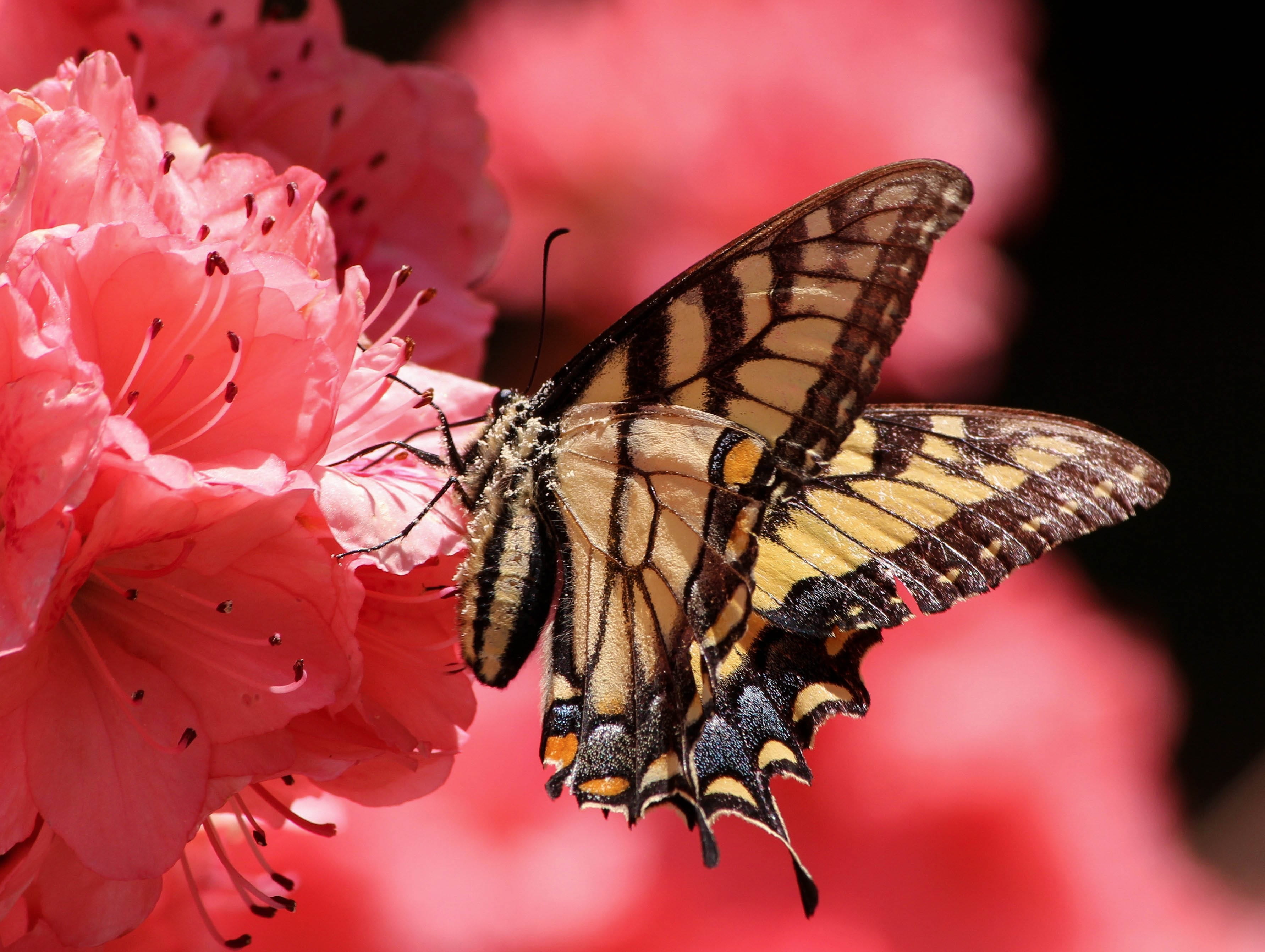 butterfly - insect, animal wing, flower, pollen, 2K, fragility, flowering plant, vulnerability, wings, pink azaleas, pollination, freshness, one animal, HD Wallpaper