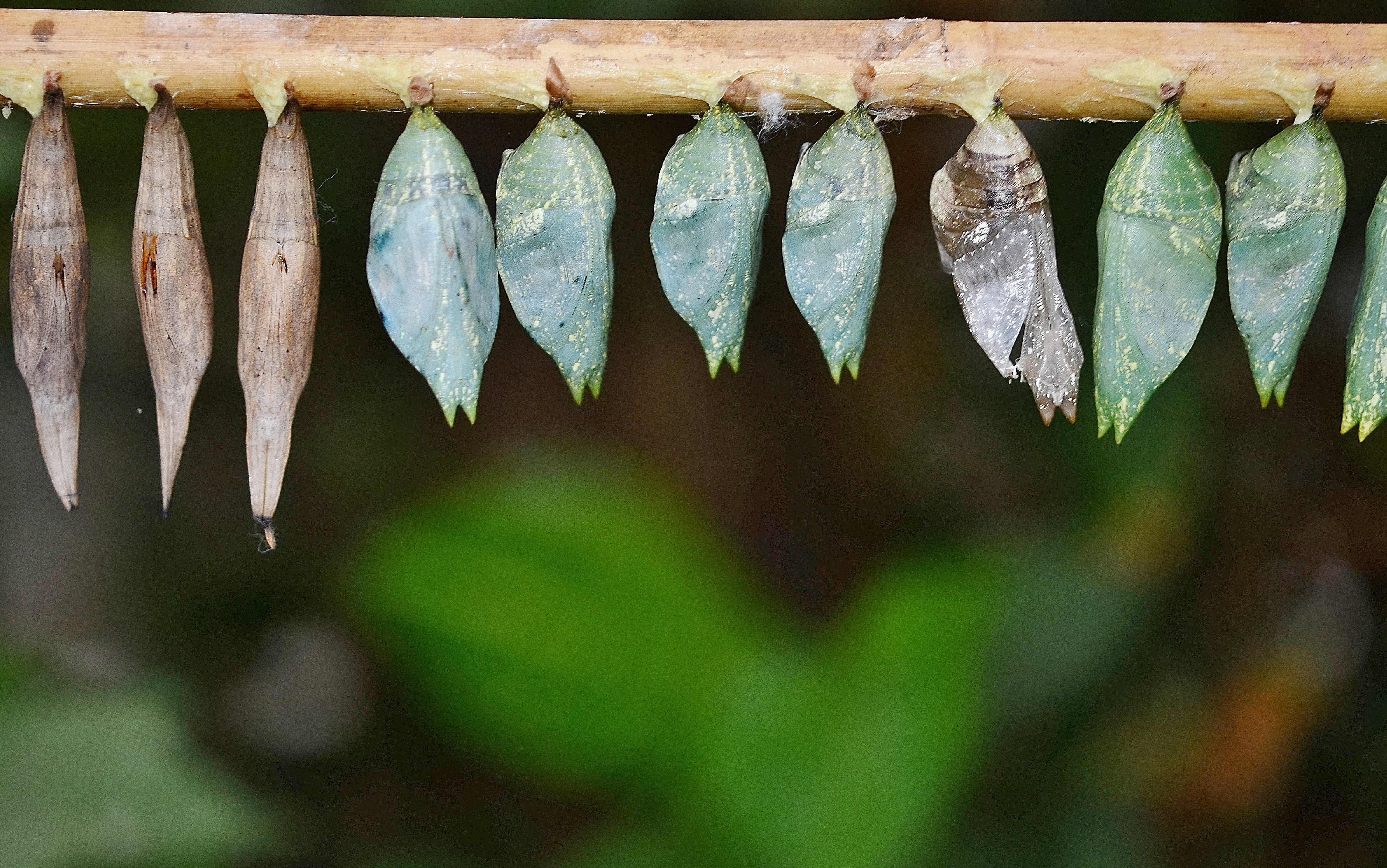 animal, 4K, macro, animal themes, hanging, cocoons, freshness, papilionidae, outdoors, in a row, day, drying, no people, insect larvae, side by side, food, HD Wallpaper