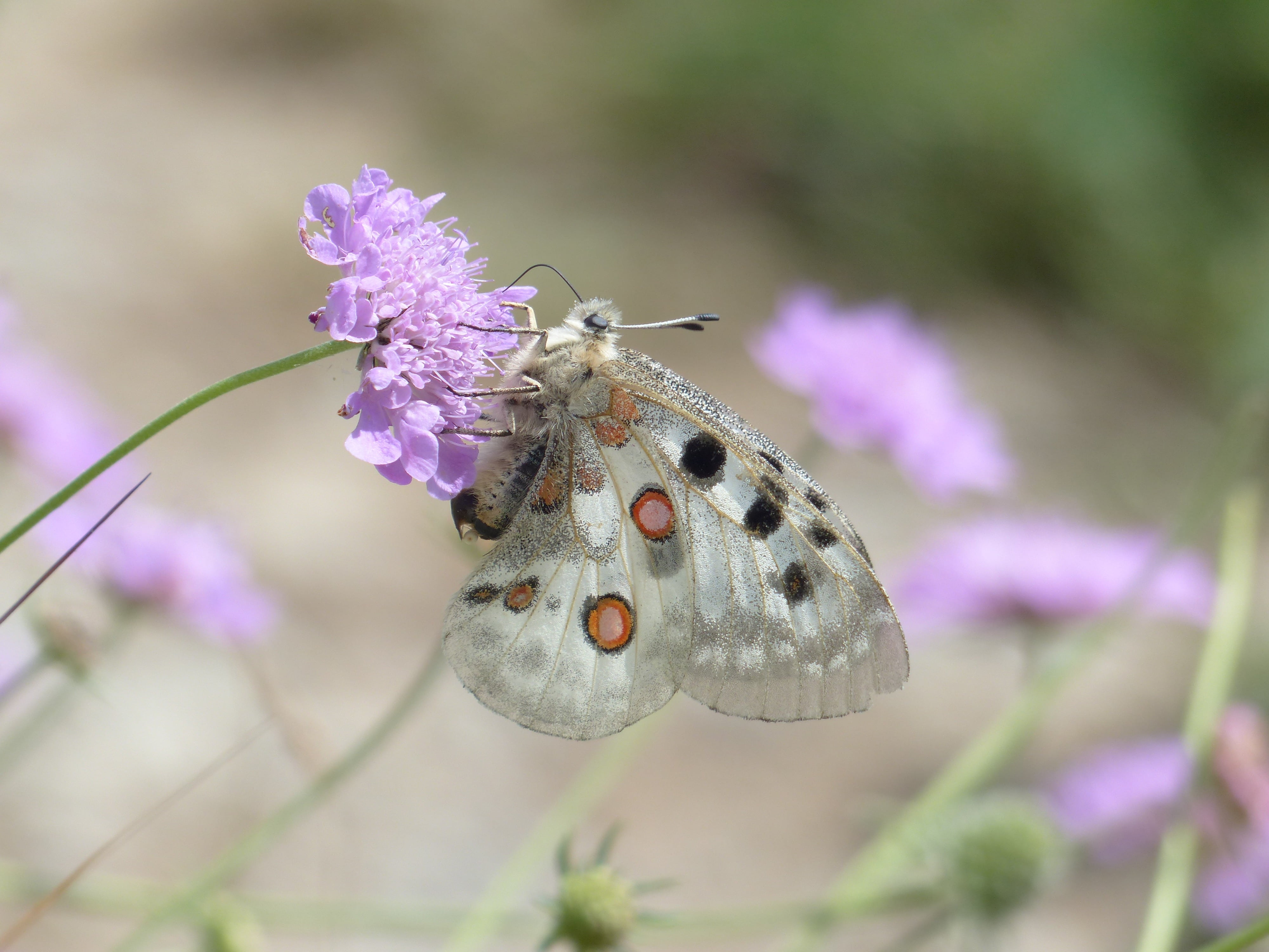 flowering plant, meadows scabious, butterflies, insect, pincushion flower, pointed flower, parnassius apollo, field scabious, animal themes, papilionidae, HD Wallpaper