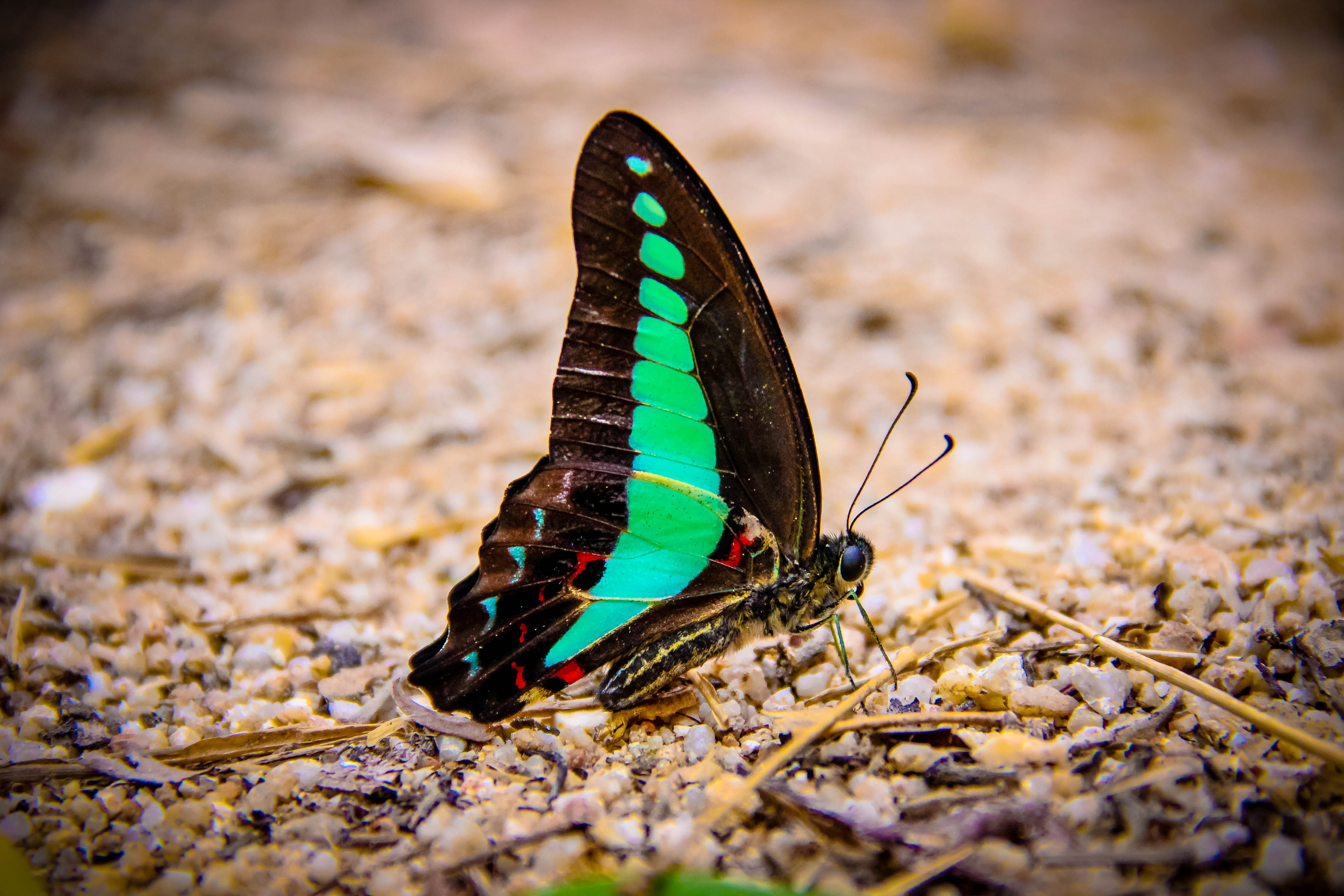 no people, selective focus, invertebrate, animals in the wild, green color, animal themes, butterfly - insect, land, animal wildlife, animal, butterfly backpack blue, HD Wallpaper