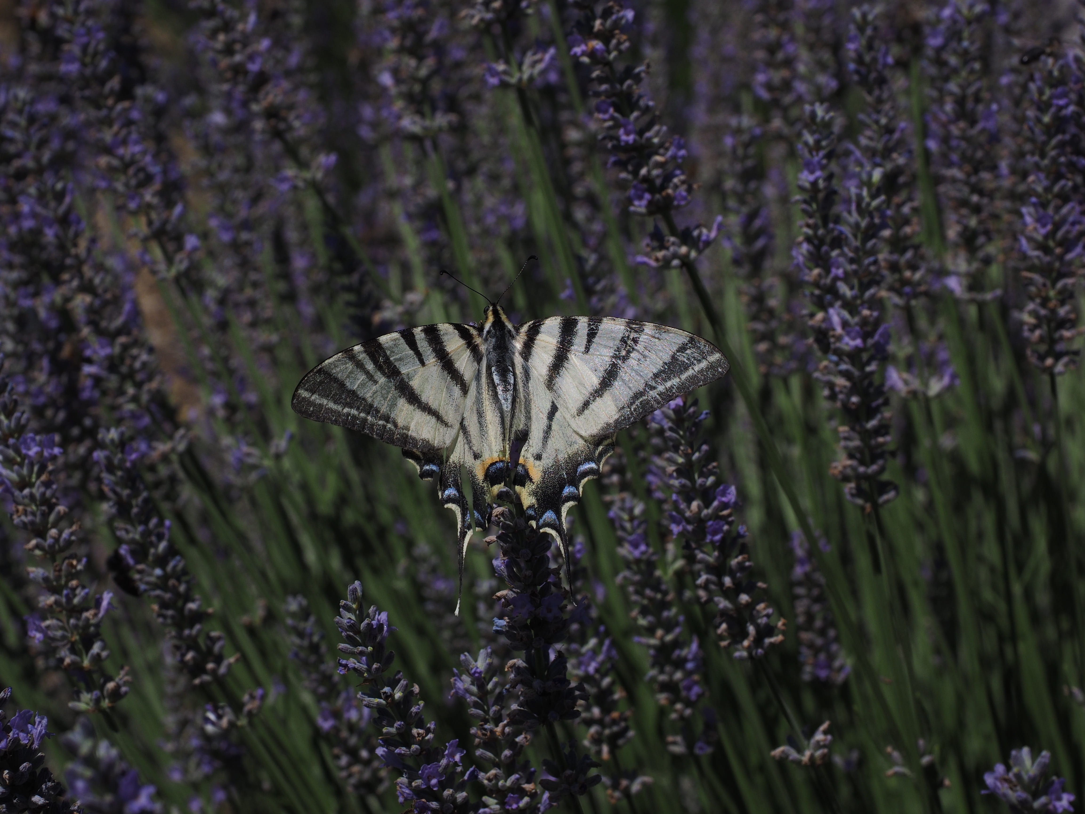 lavender field, outdoors, pollination, beauty in nature, flower, papilio, animal wing, dovetail, one animal, animals in the wild, petal, no people, papilio machaon, HD Wallpaper