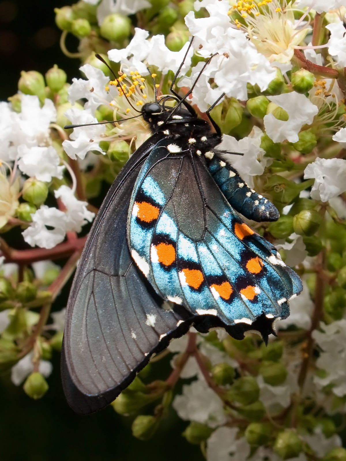 invertebrate, outdoors, 720P, animal, animals in the wild, battus philenor, flower, macro, fragility, pipevine swallowtail, butterfly, focus on foreground, Phone HD Wallpaper