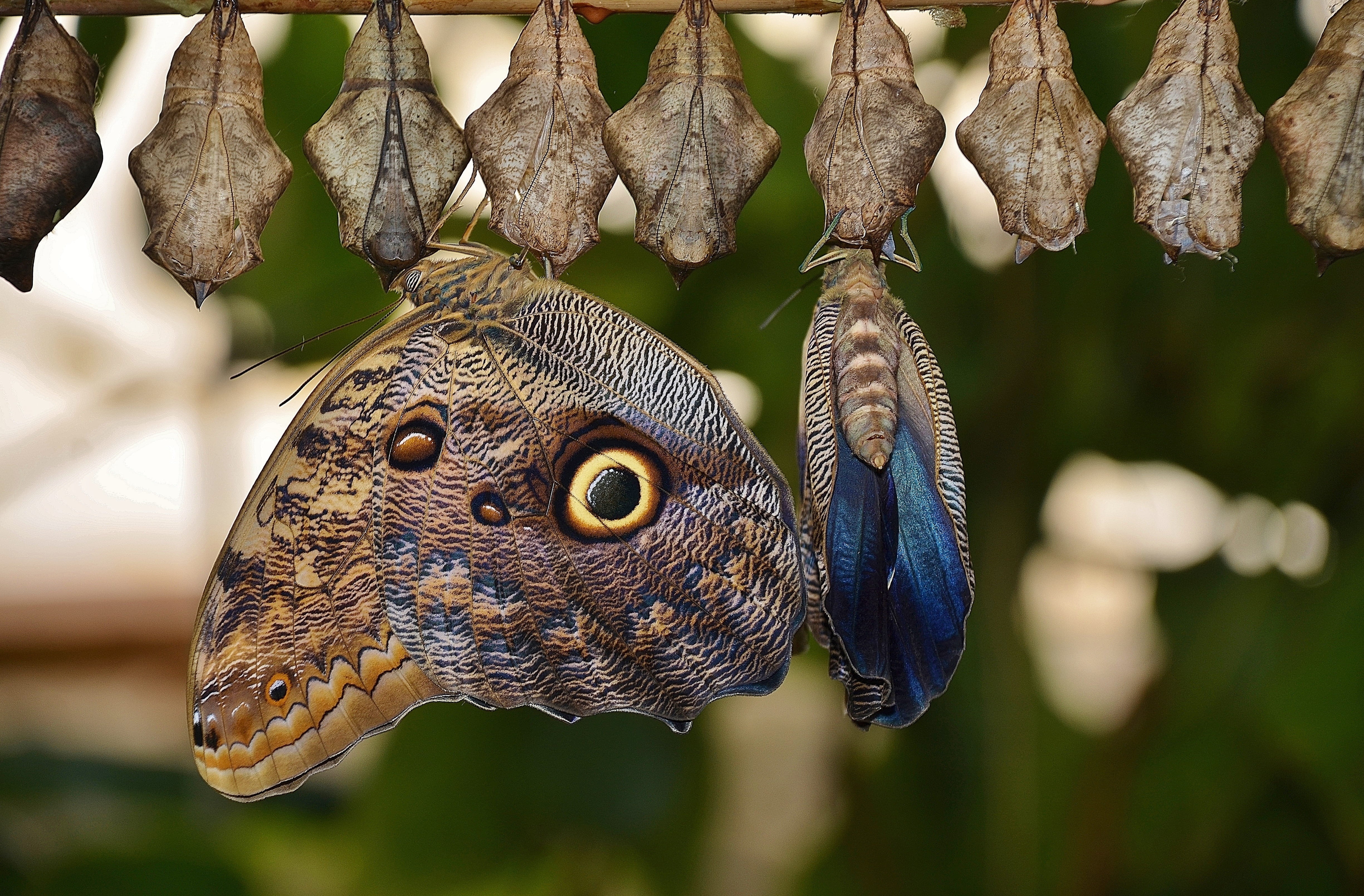 day, close-up, focus on foreground, animal, daytime, vertebrate, reptile, animal body part, perched, larvae, parides iphidamas, animal scale, no people, HD Wallpaper