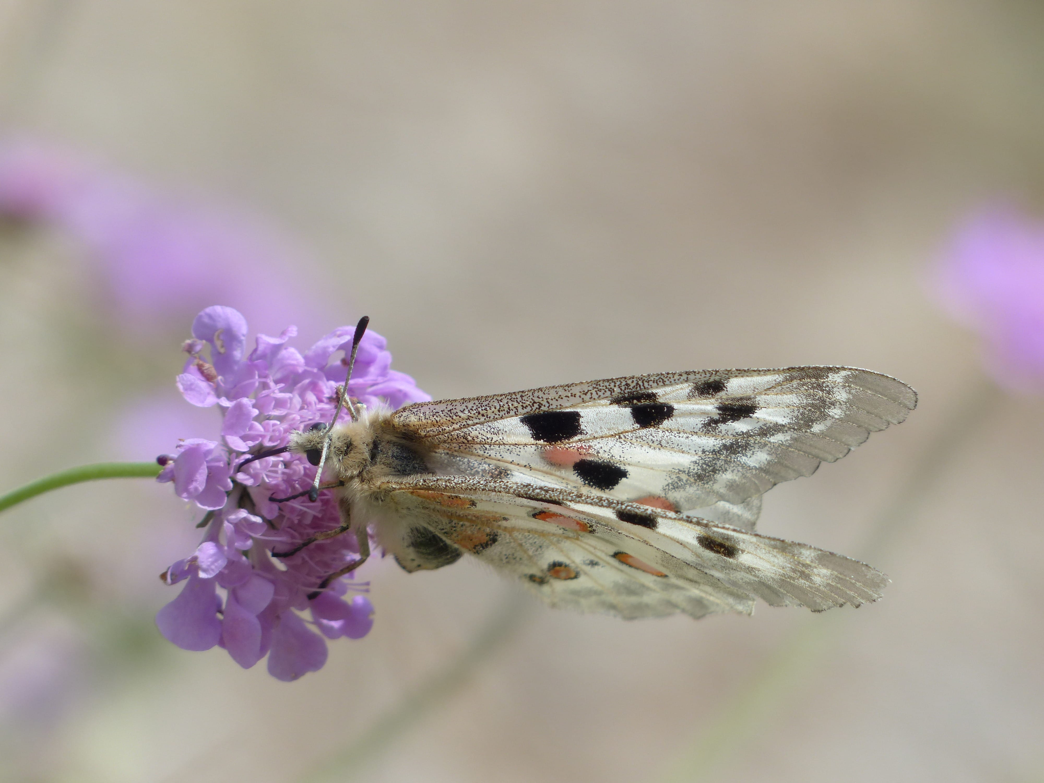 petal, flower head, animal wildlife, swallowtail butterflies, 4K, scabiosa, nature, pollination, animal themes, butterfly - insect, plant, animals in the wild, HD Wallpaper