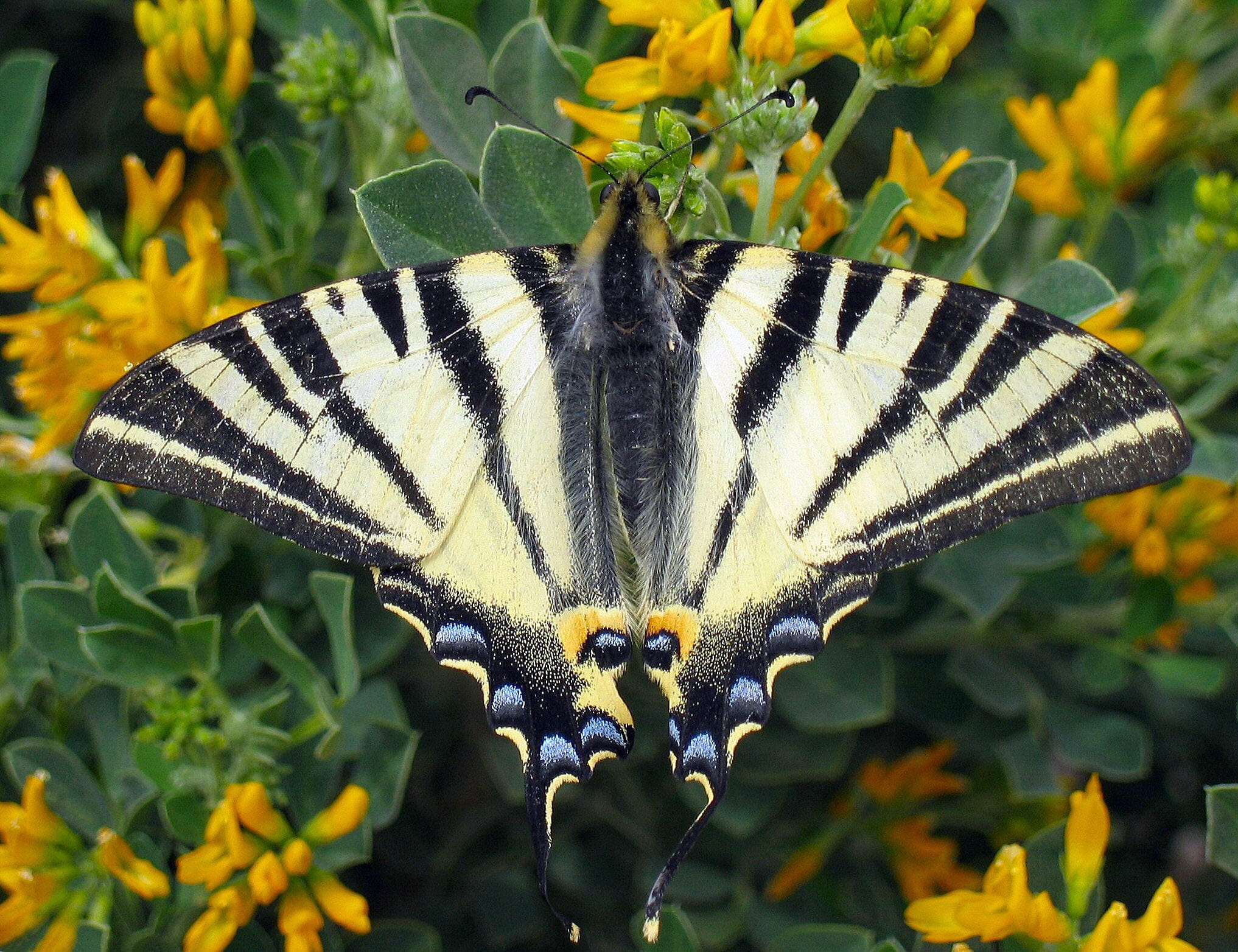 focus on foreground, animals in the wild, animal themes, wing, papilionidae, outdoors, plant, scarce, beauty in nature, fragility, flowering plant, animal wing, HD Wallpaper