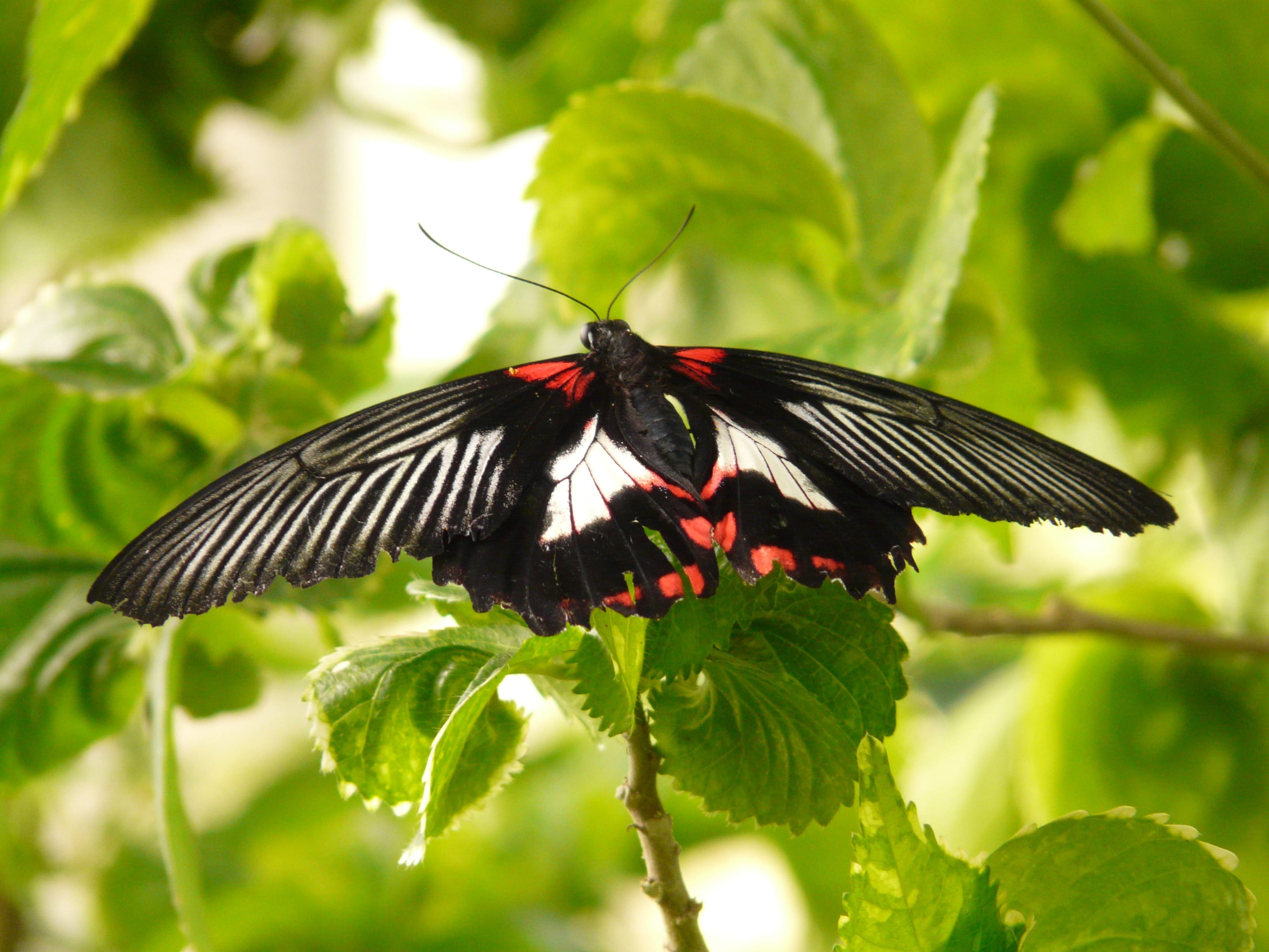 outdoors, beauty in nature, one animal, animal wildlife, swallowtail butterflies, focus on foreground, plant part, papilio rumanzovia, striped, red, plant, HD Wallpaper