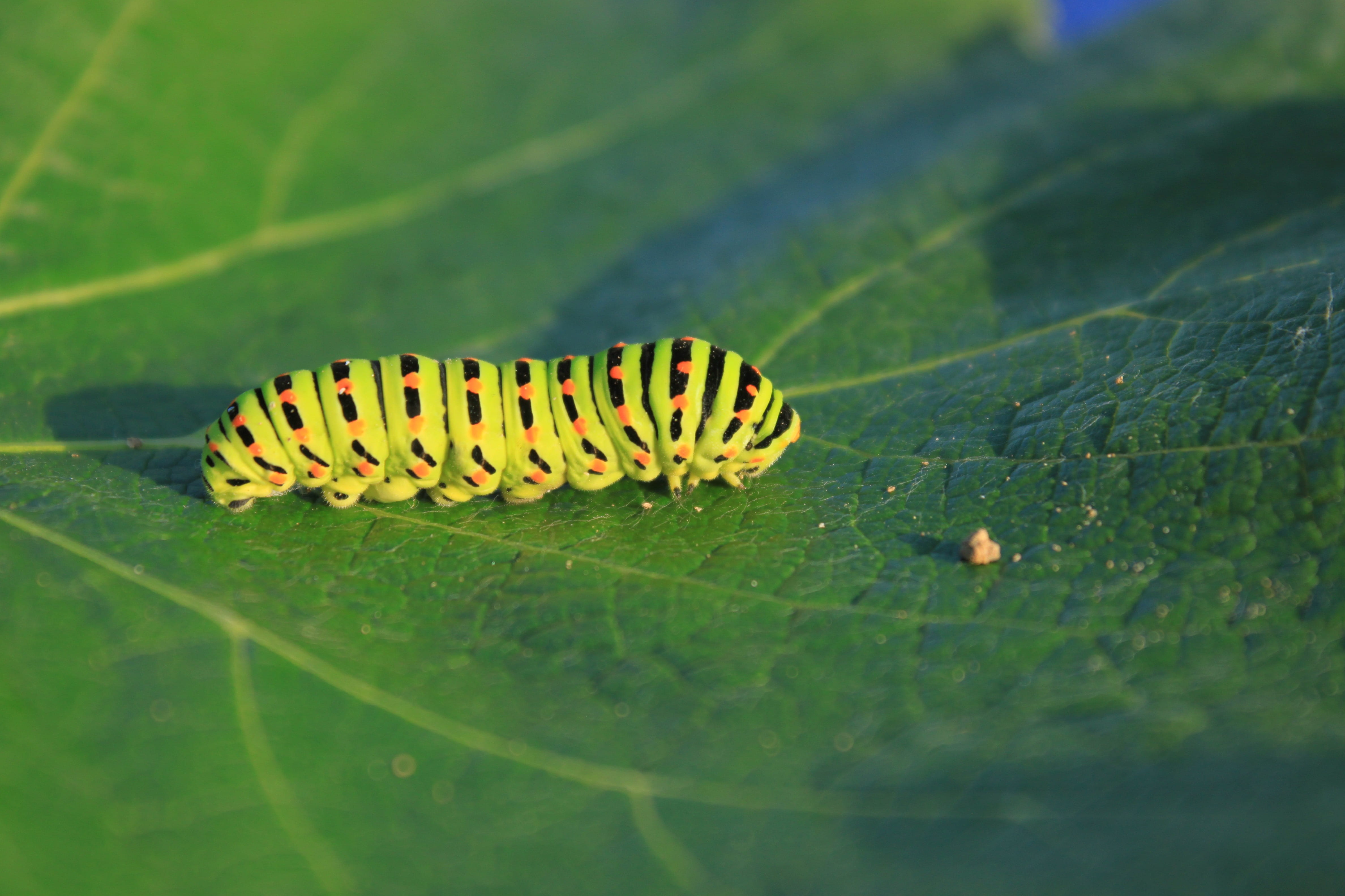 invertebrate, insects, 4K, insect, no people, outdoors, animal themes, papilionidae, Caterpillar, animal, yellow, animals in the wild, butterfly - insect, HD Wallpaper