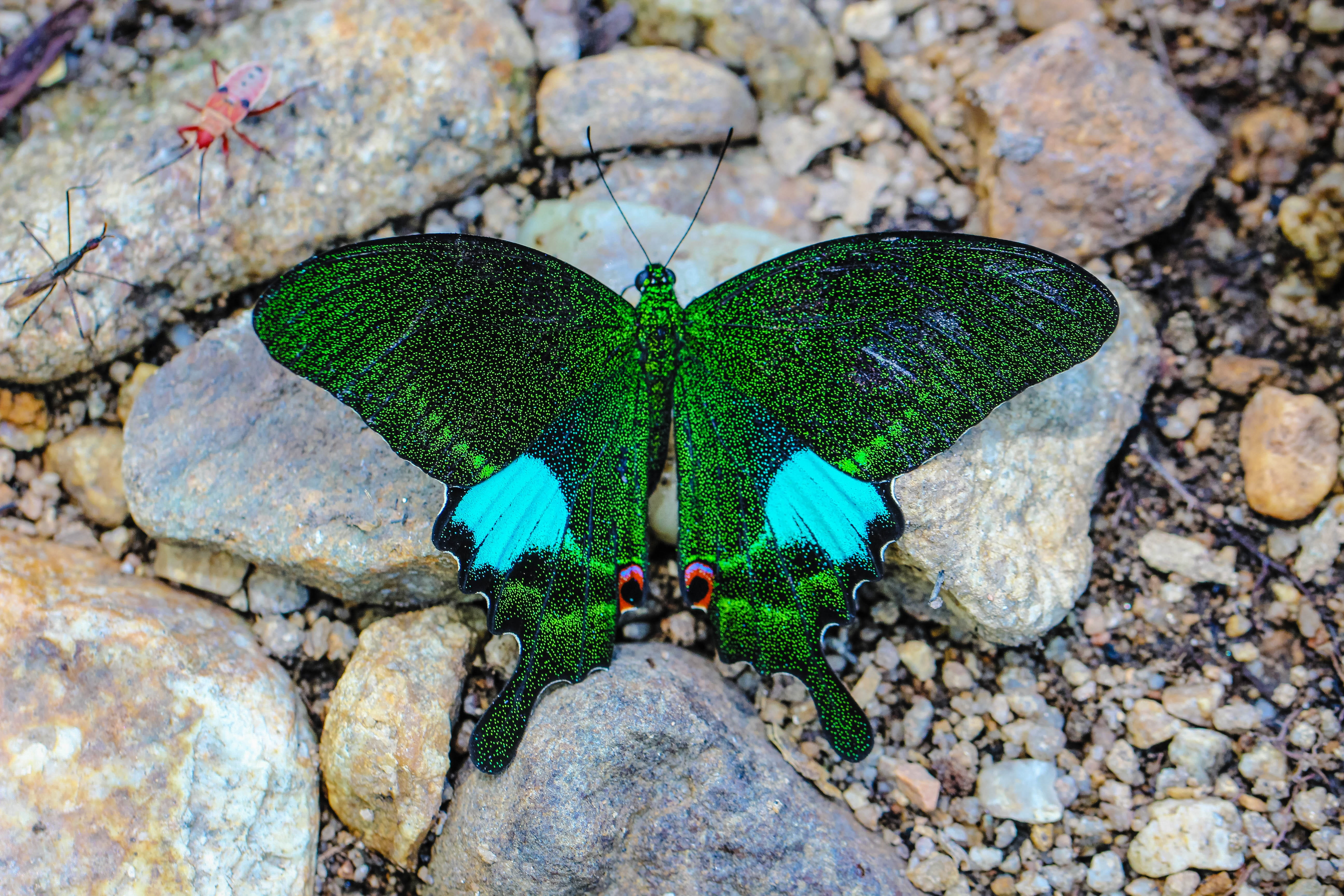 green, animals in the wild, outdoors, beauty in nature, stone - object, insects, rock - object, butterfly, directly above, the forests, 5K, animal themes, HD Wallpaper